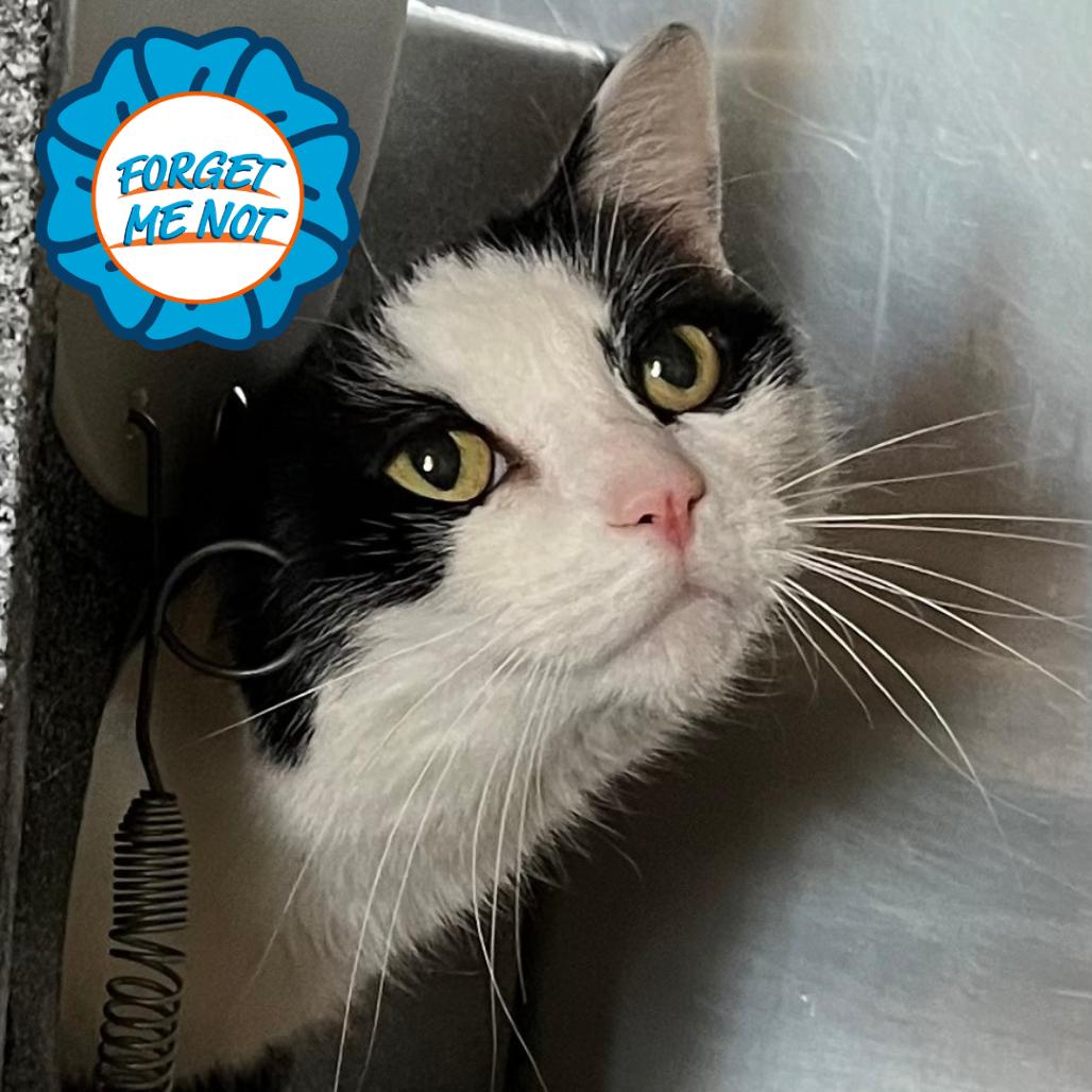 Enlarge Twinkles, a Adoptable Domestic Short Hair in Baltimore, MD image 1/1