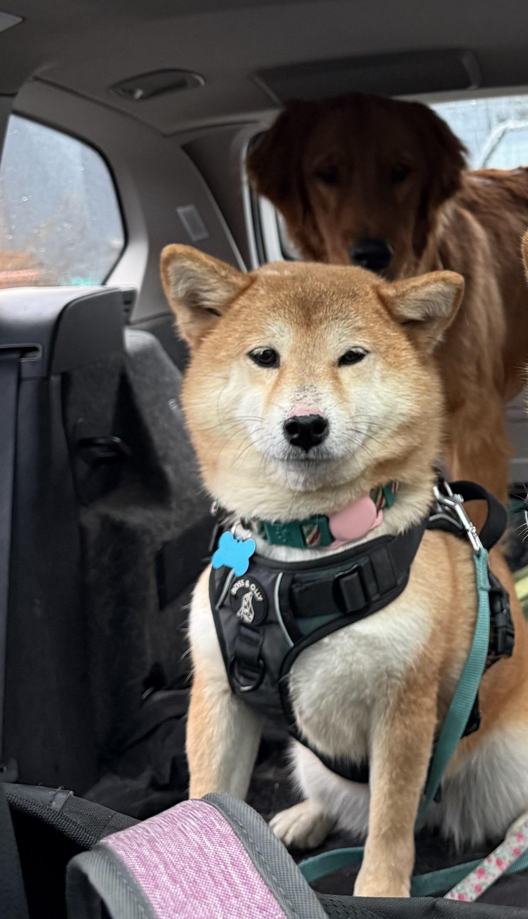 Hana, a ADOPTABLE Shiba Inu in Vancouver, BC image 3/6