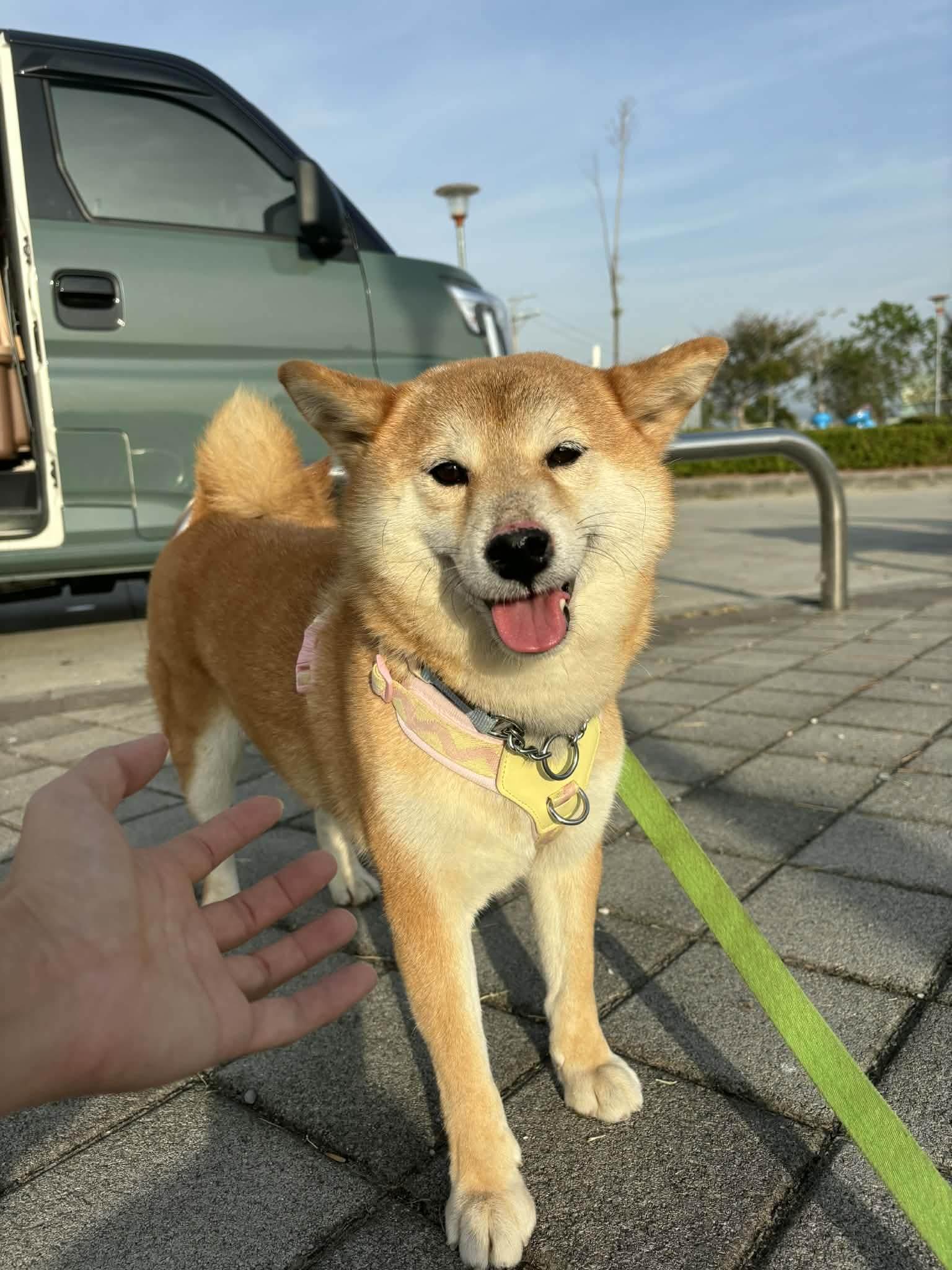 Hana, a ADOPTABLE Shiba Inu in Vancouver, BC image 1/6