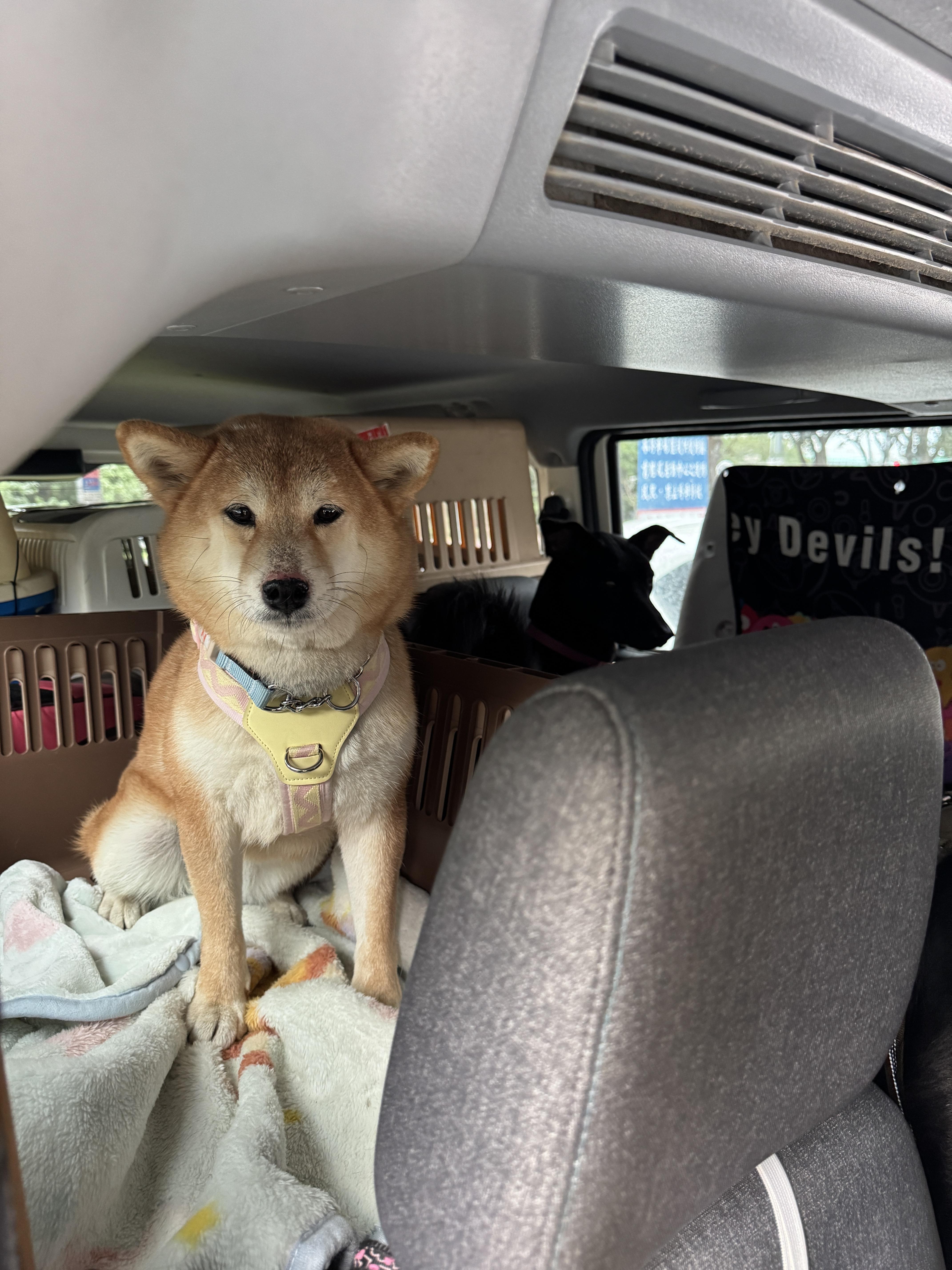 Hana, a ADOPTABLE Shiba Inu in Vancouver, BC image 5/6