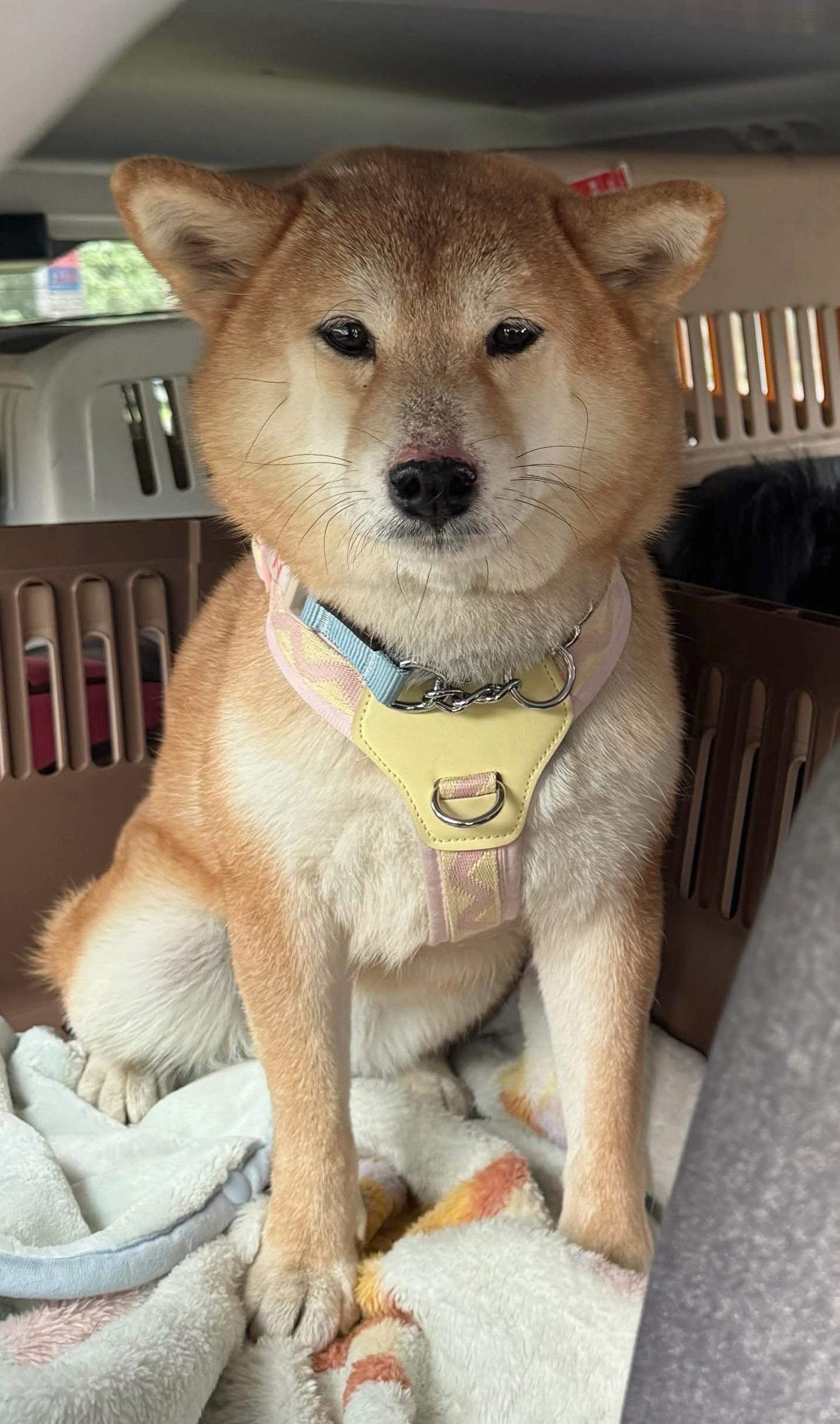 Hana, a ADOPTABLE Shiba Inu in Vancouver, BC image 2/6