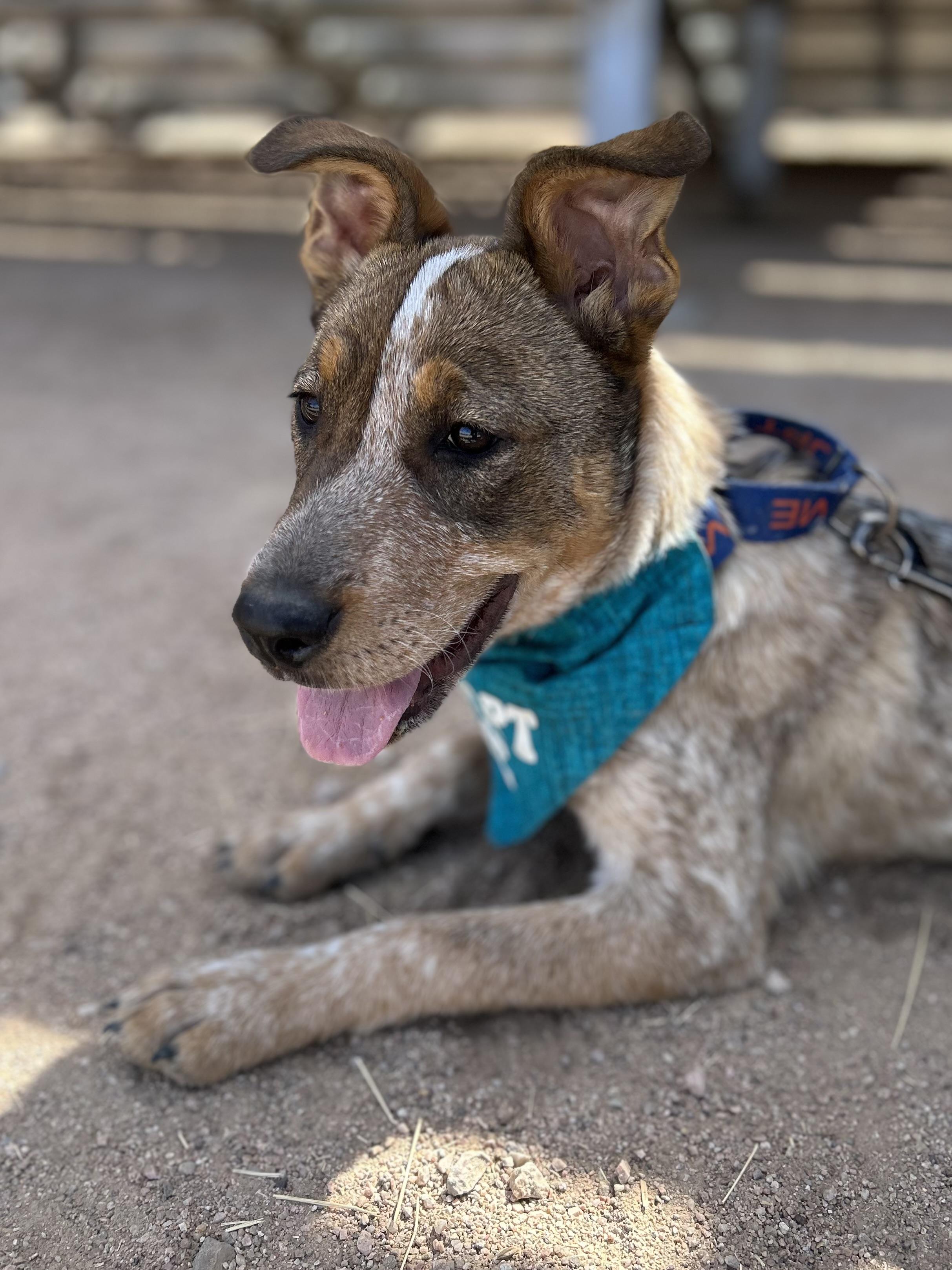 Enlarge Ruby, an adopted mixed breed in Gilbert, AZ image 6/6