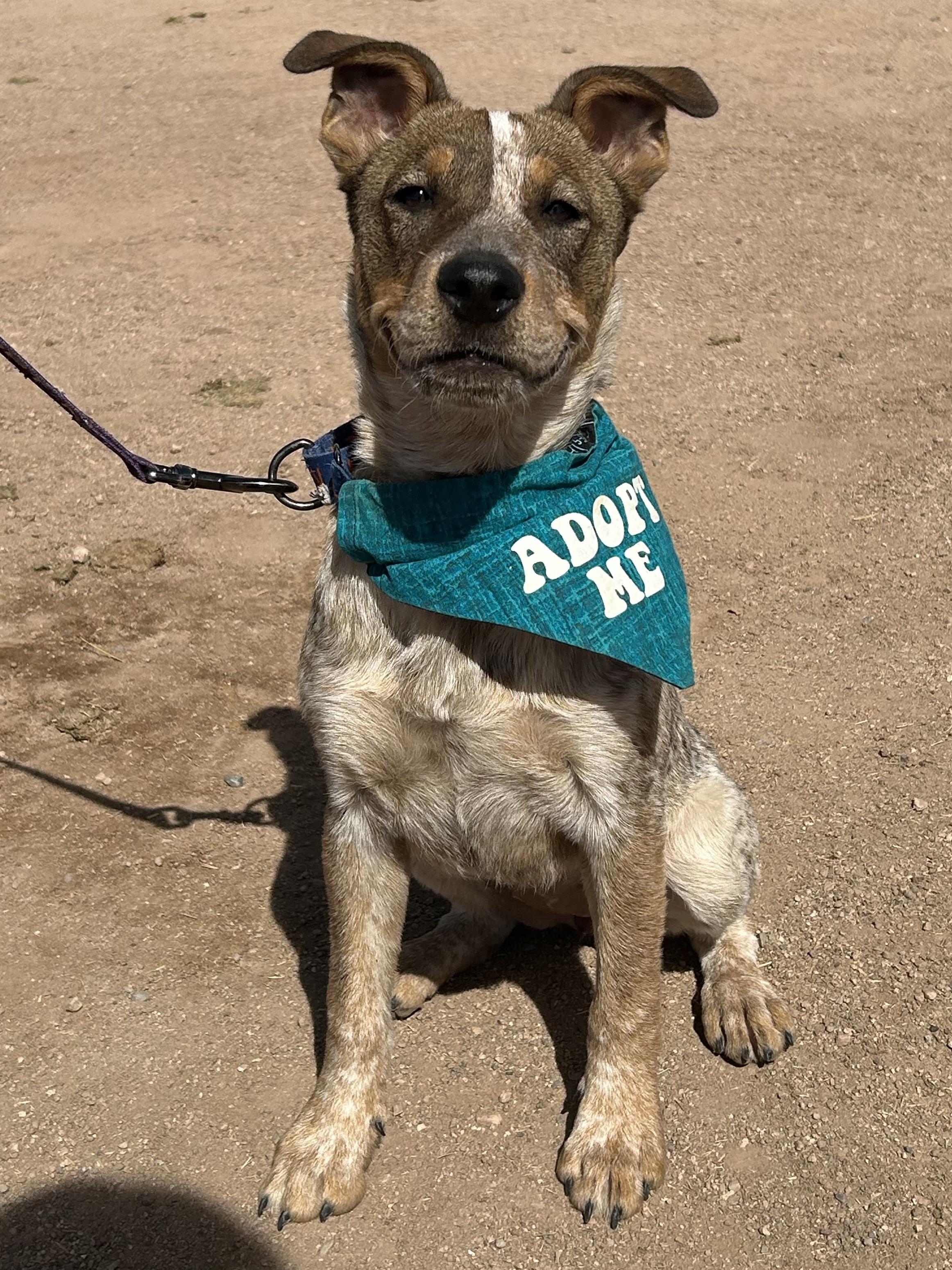 Enlarge Ruby, an adopted mixed breed in Gilbert, AZ image 2/6