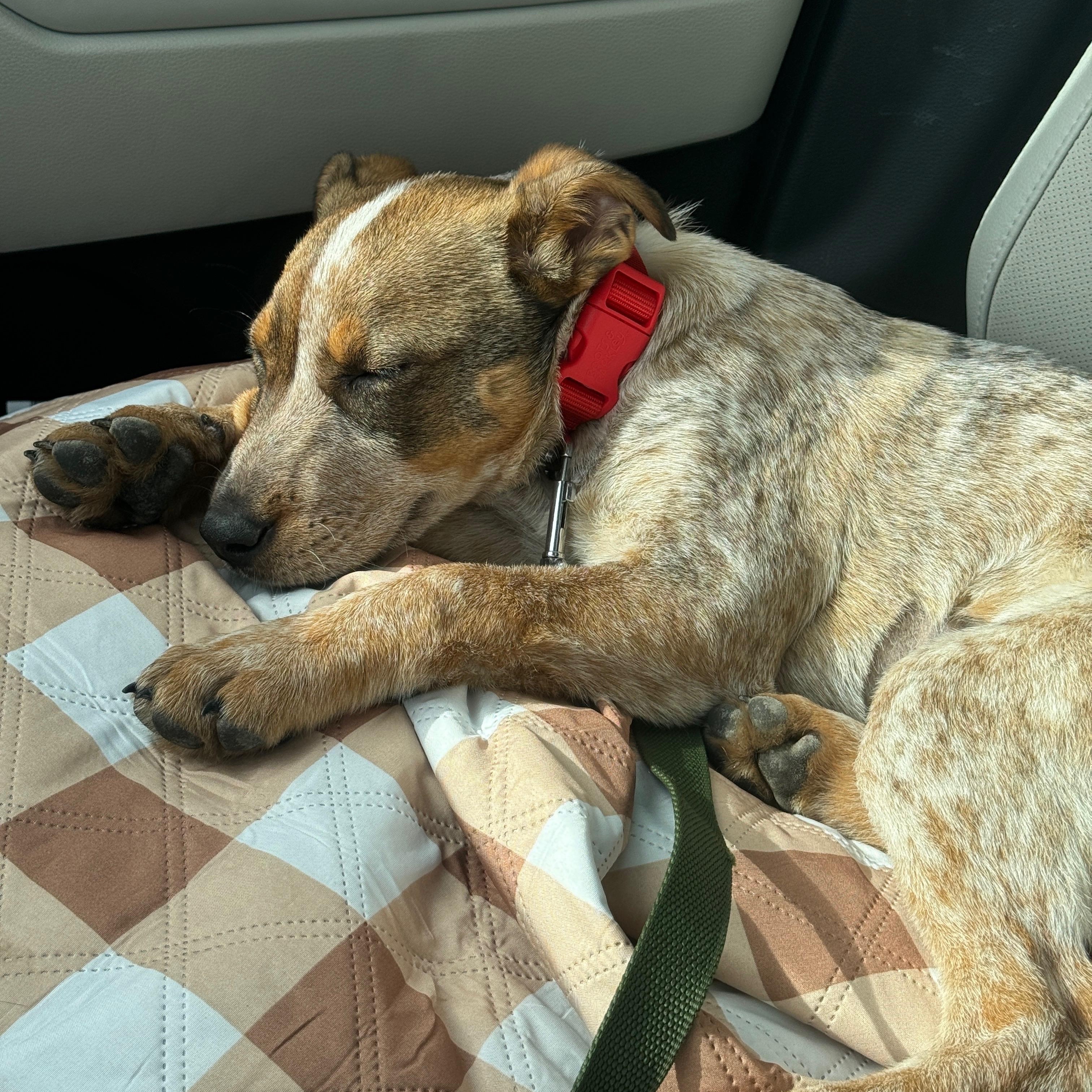 Enlarge Ruby, an adopted mixed breed in Gilbert, AZ image 4/6