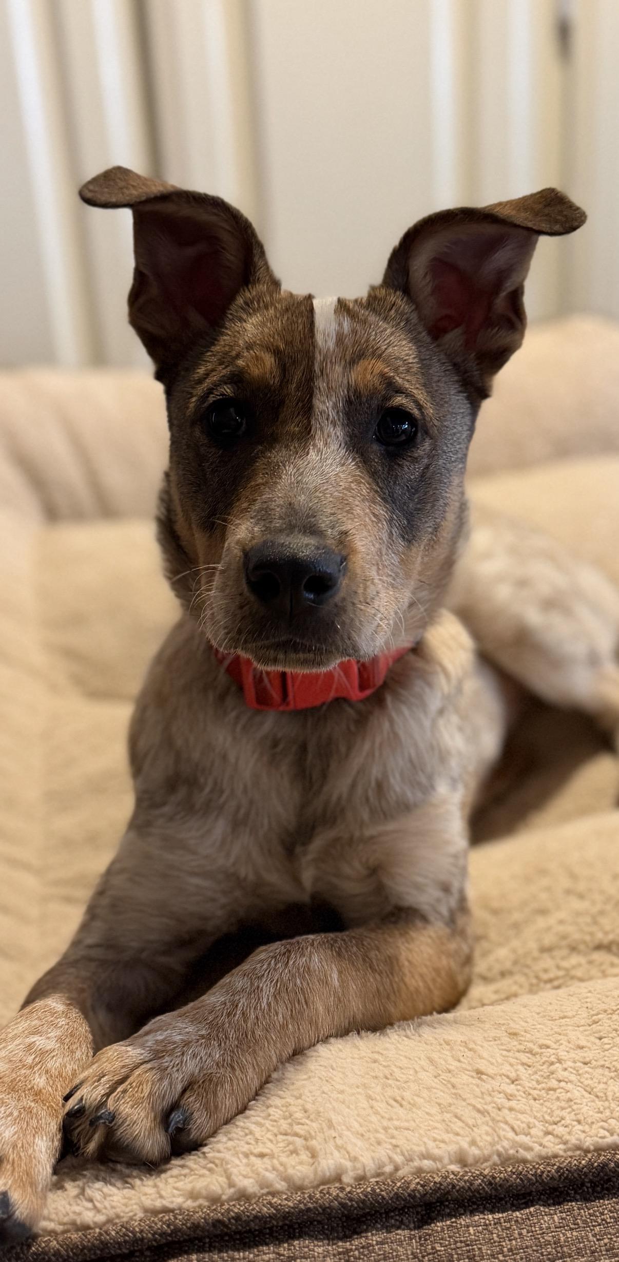 Enlarge Ruby, an adopted mixed breed in Gilbert, AZ image 3/6