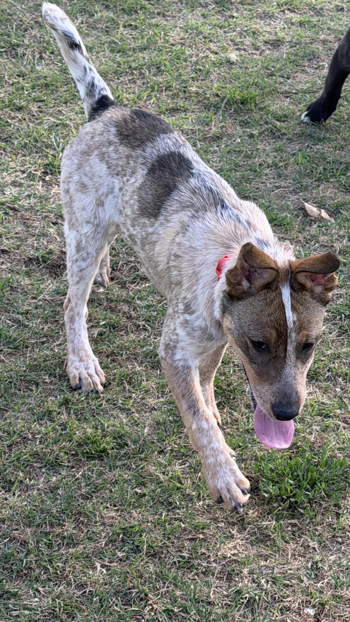 Enlarge Ruby, an adopted mixed breed in Gilbert, AZ image 5/6