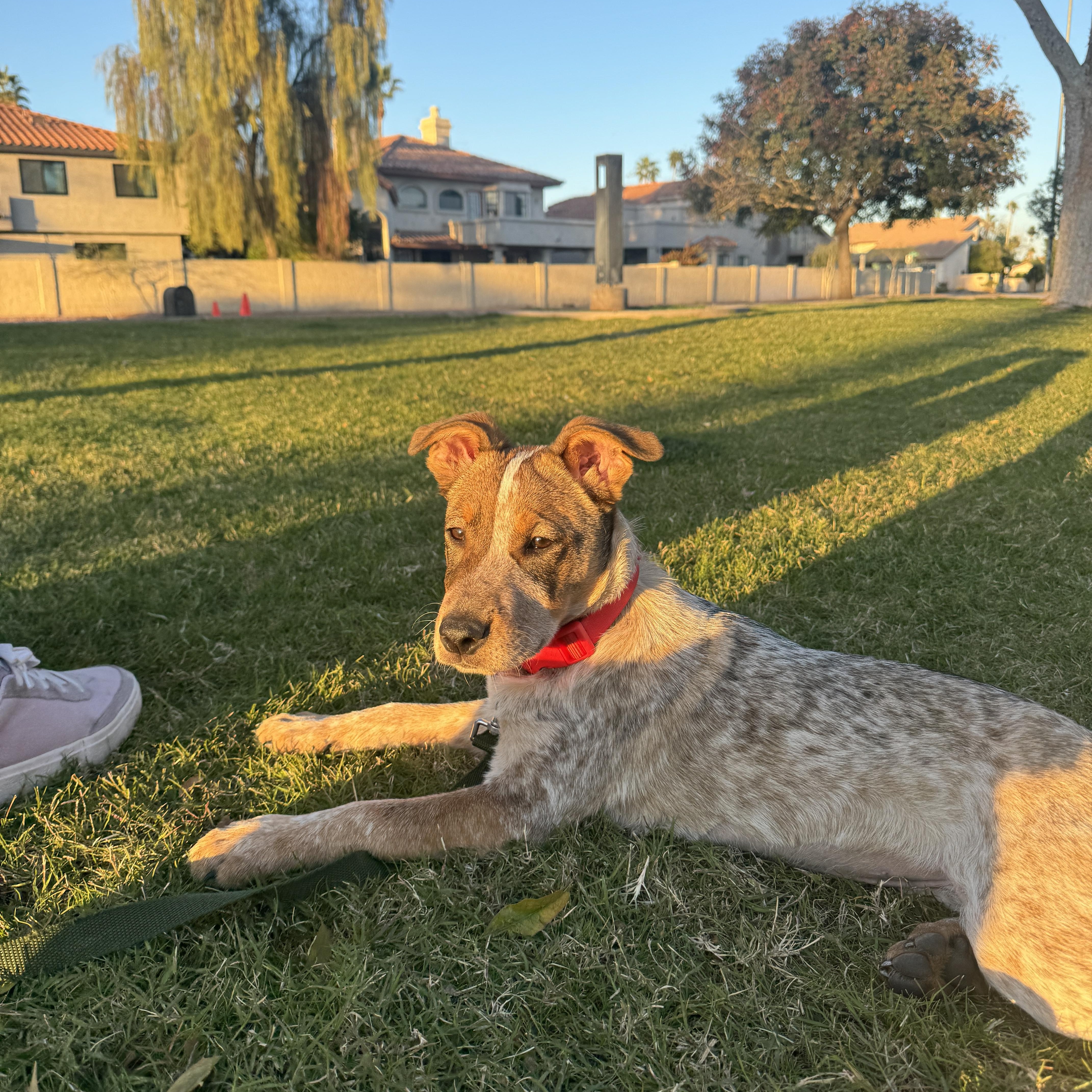 Enlarge Ruby, an adopted mixed breed in Gilbert, AZ image 1/6