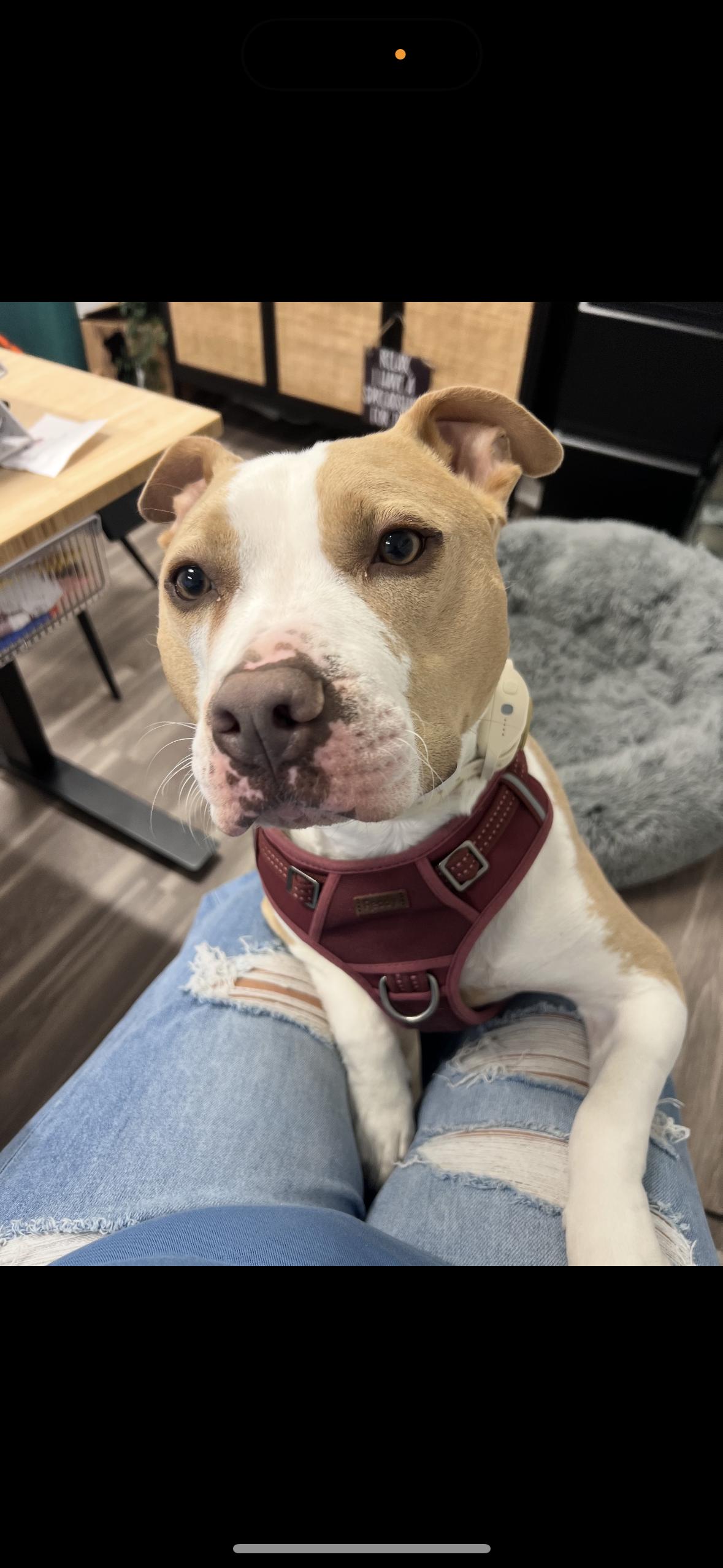 Waffles, a Adoptable Pit Bull Terrier in Felton, PA image 1/4