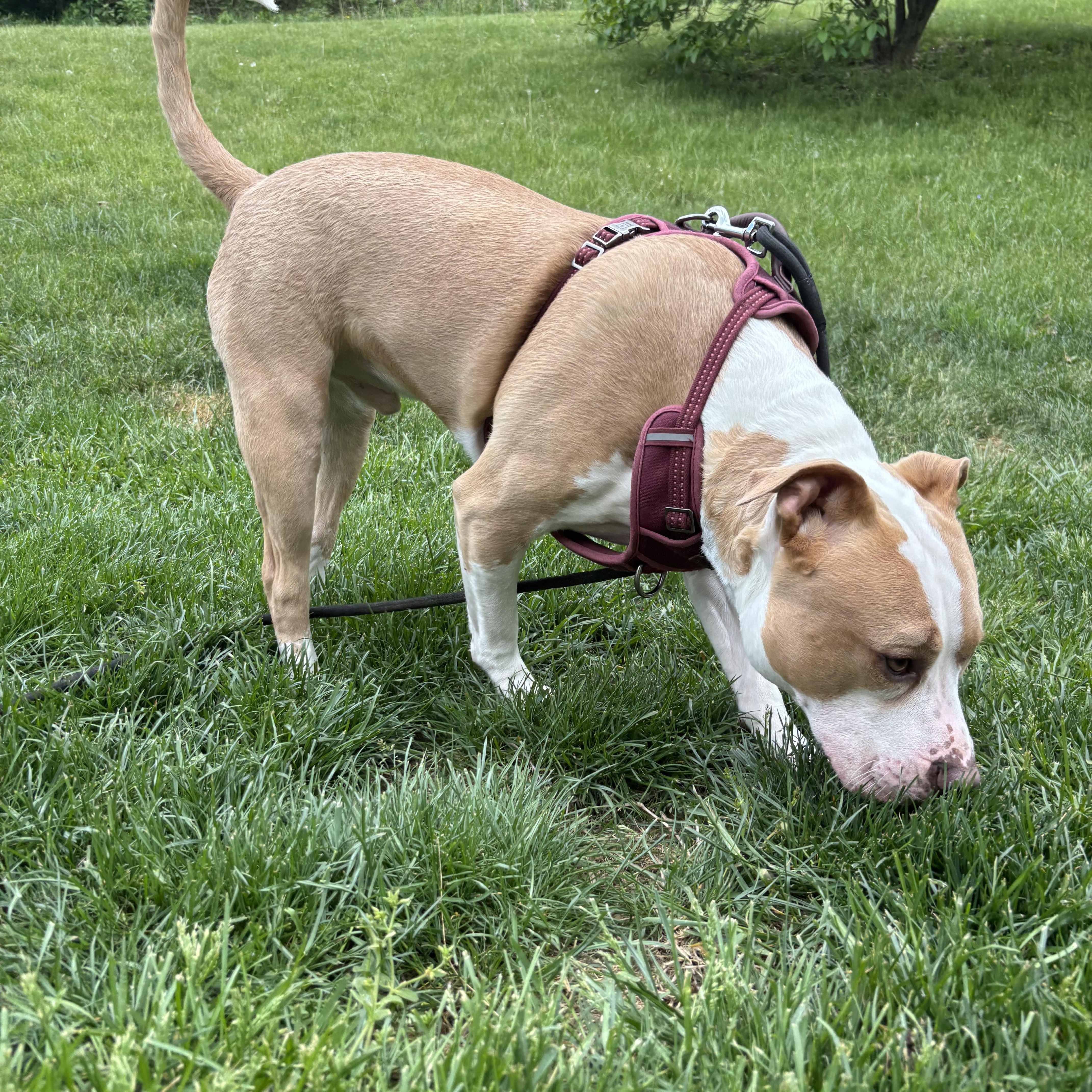 Waffles, a Adoptable Pit Bull Terrier in Felton, PA image 2/4
