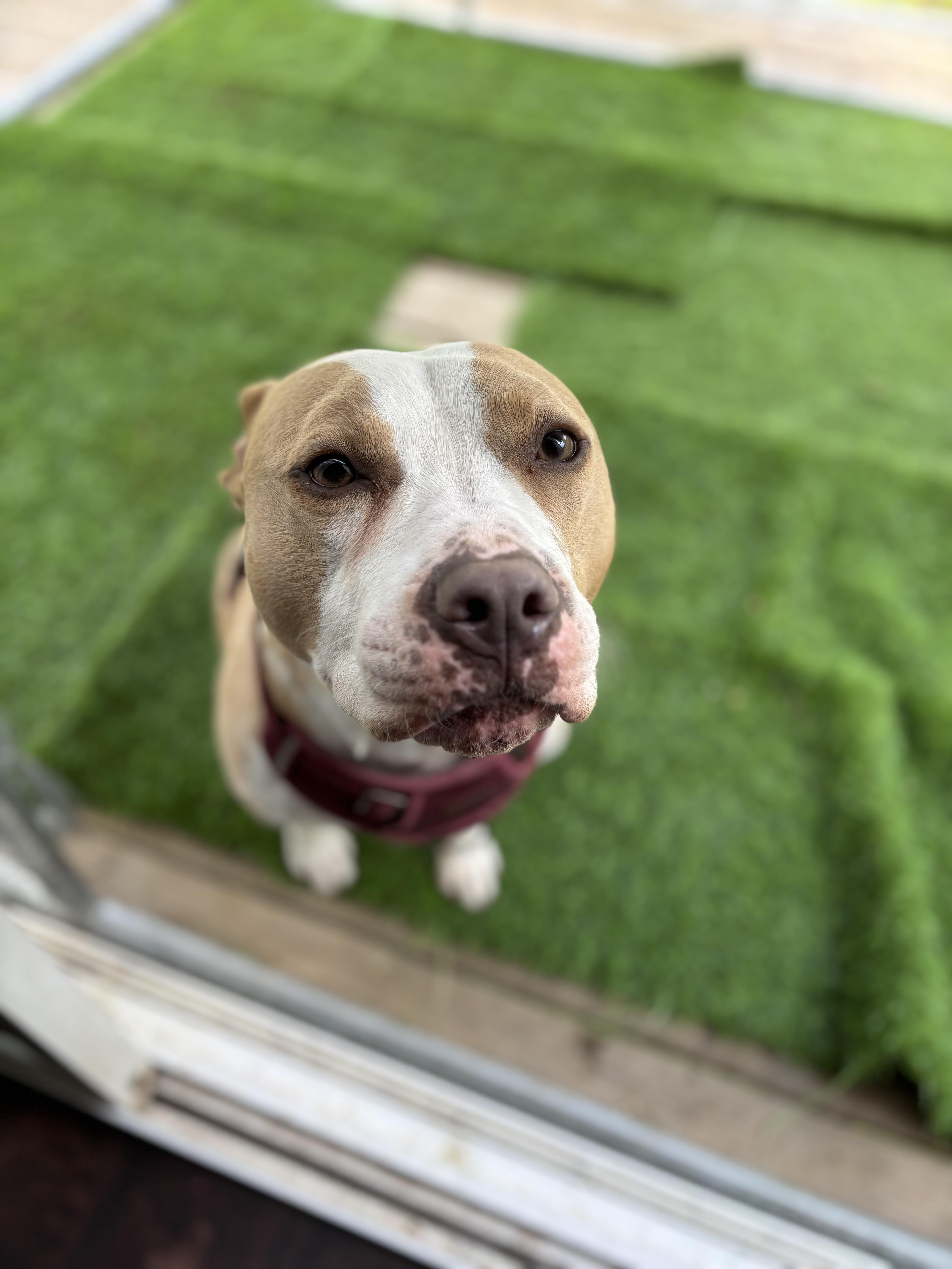 Waffles, a Adoptable Pit Bull Terrier in Felton, PA image 4/4