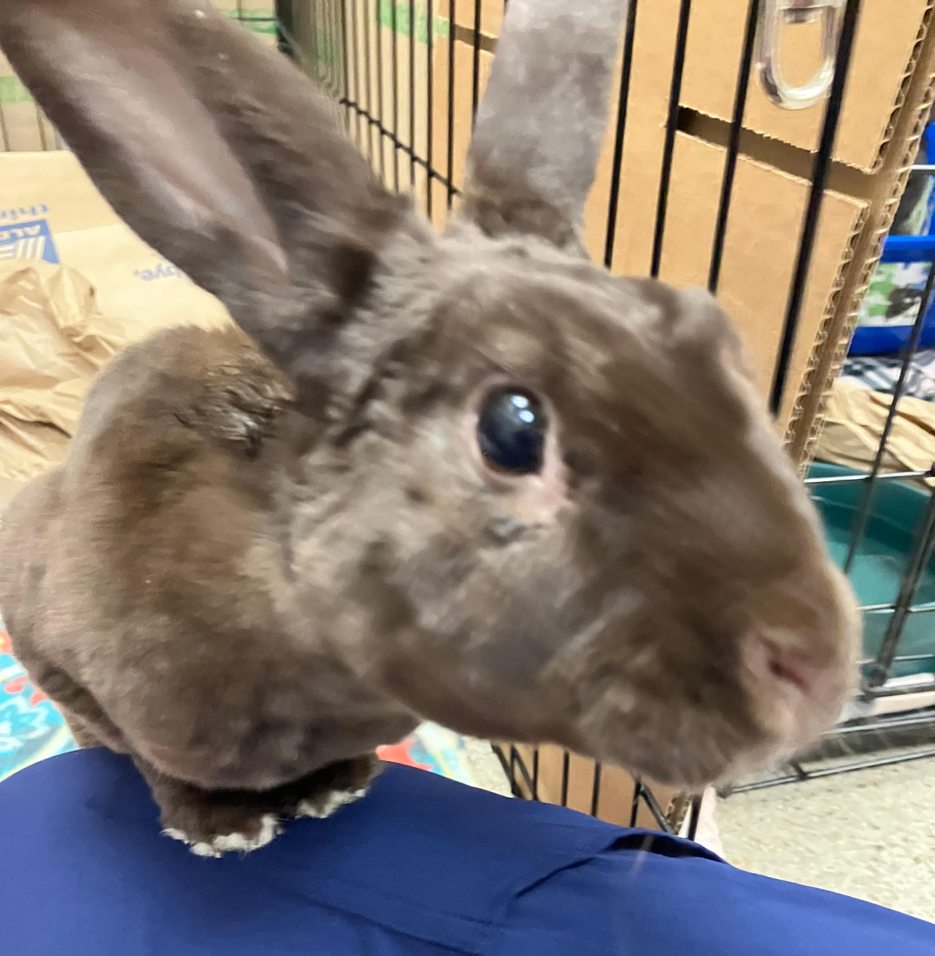 Enlarge Davey, a ADOPTABLE Mini Rex in Oshkosh, WI image 4/6