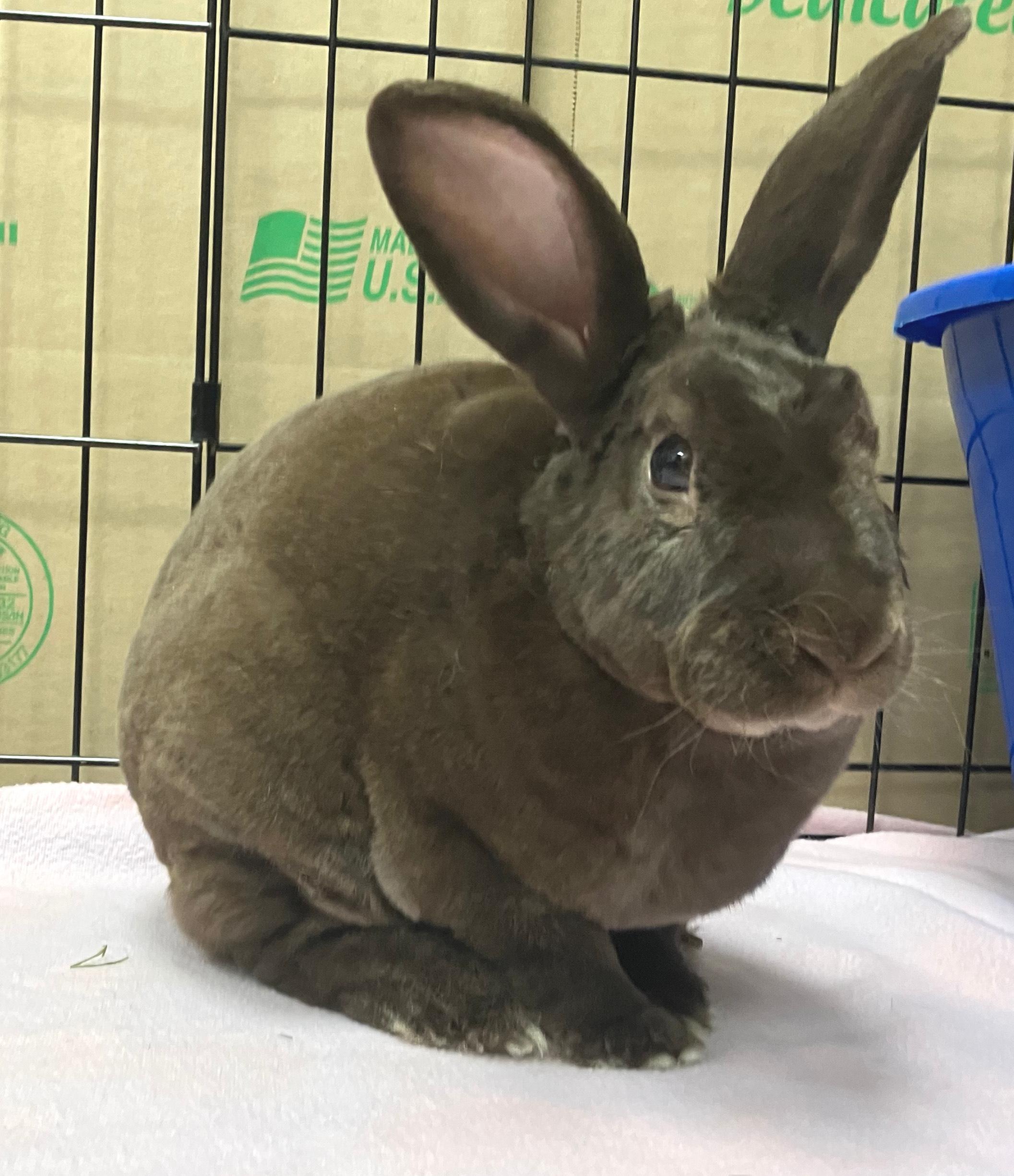 Davey, ADOPTABLE, Young Male Mini Rex.