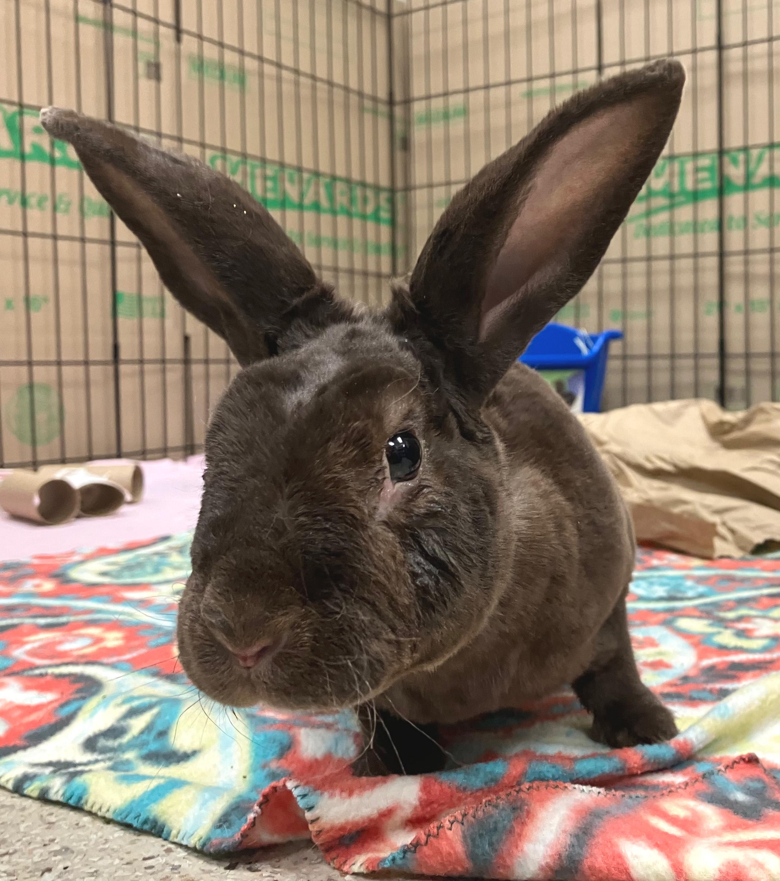 Enlarge Davey, a ADOPTABLE Mini Rex in Oshkosh, WI image 6/6