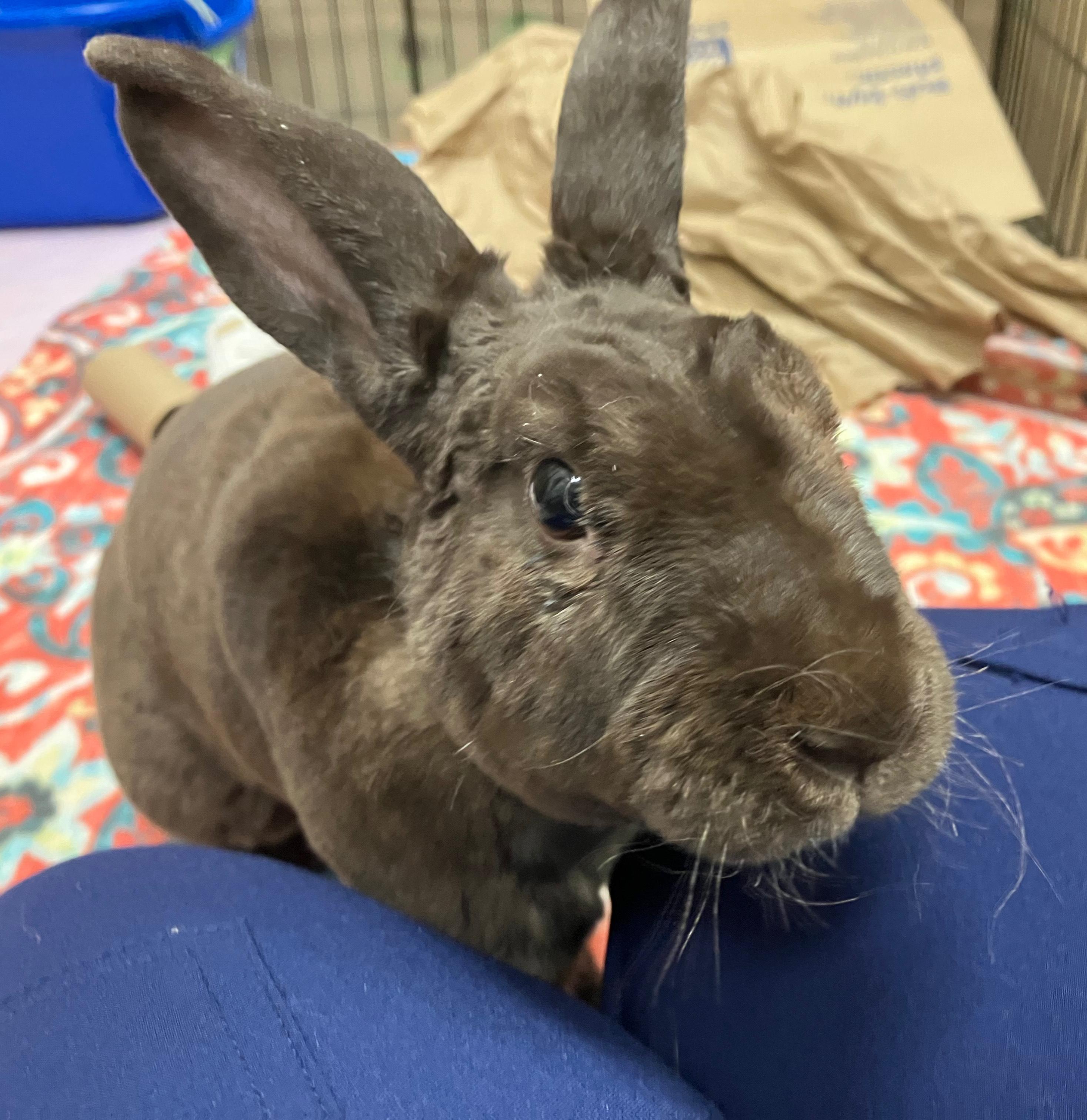 Enlarge Davey, a ADOPTABLE Mini Rex in Oshkosh, WI image 3/6