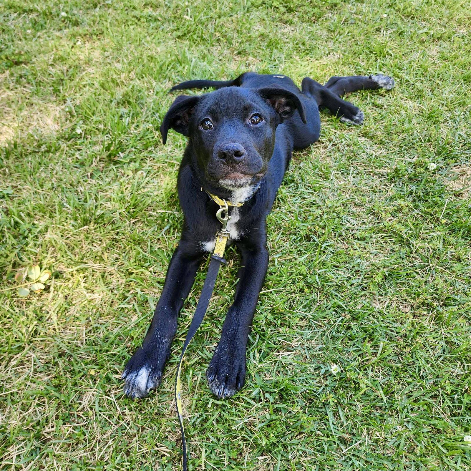 Luca, a Adoptable mixed breed in Barnhart, MO image 1/3