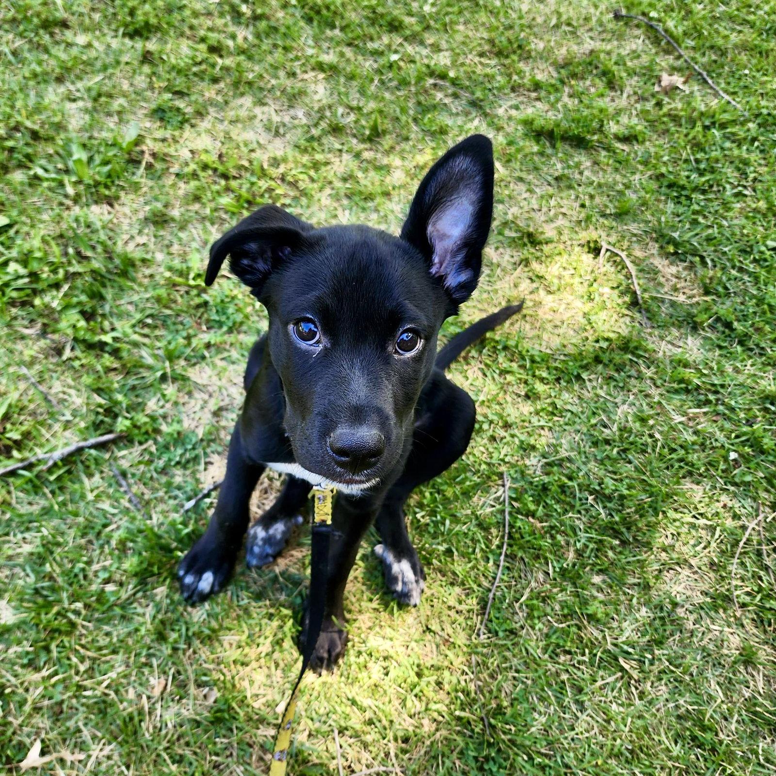 Luca, a Adoptable mixed breed in Barnhart, MO image 2/3