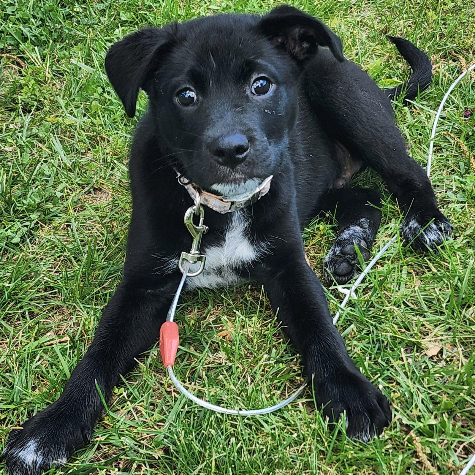 Luca, Adoptable, Puppy Male Labrador Retriever & Husky.