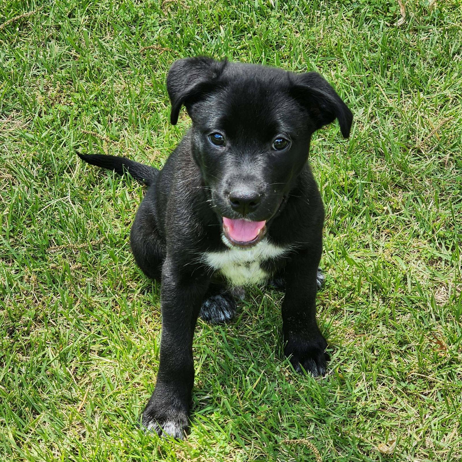 Luca, a Adoptable mixed breed in Barnhart, MO image 3/3