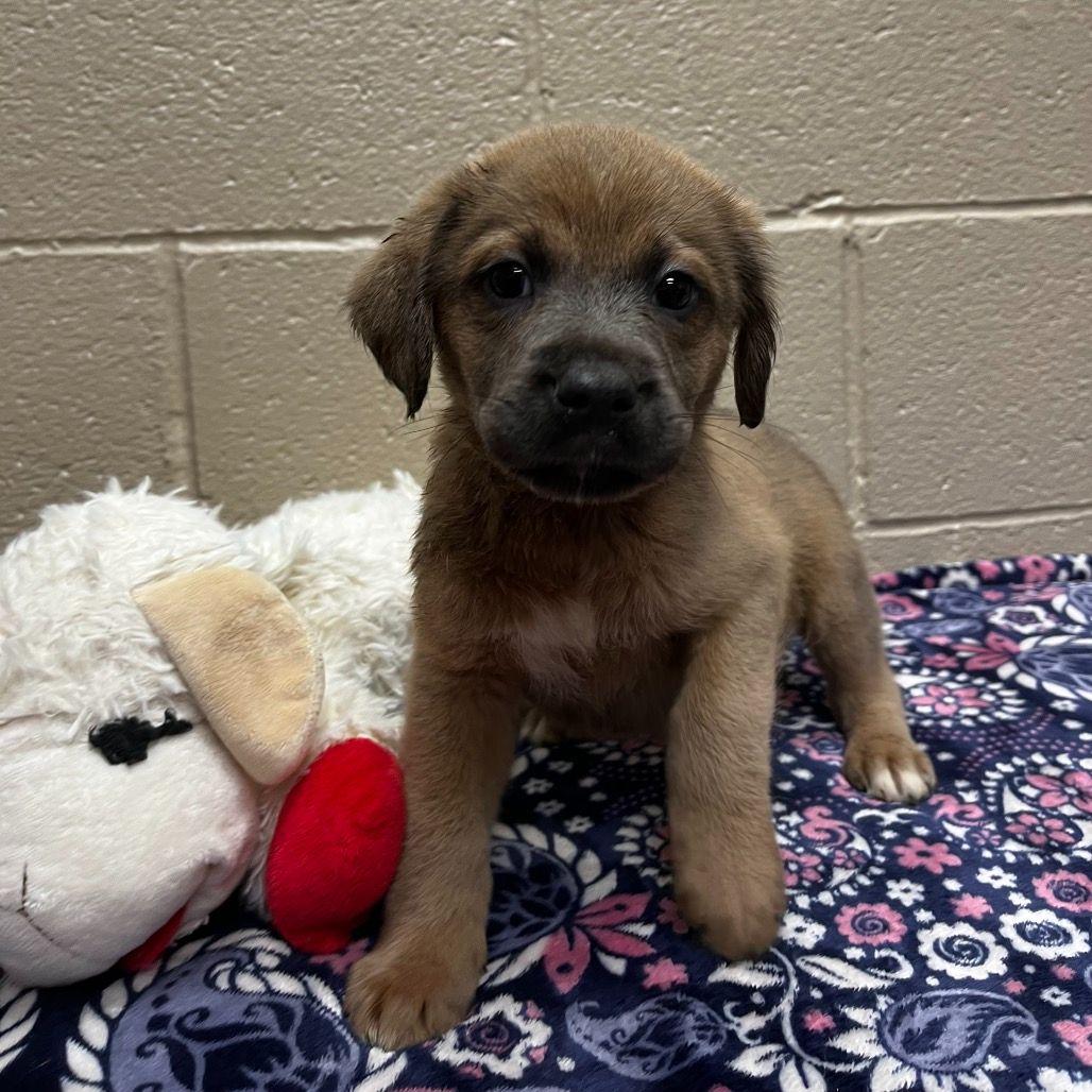 Grizzly, a Adoptable mixed breed in Avon, CT image 2/4