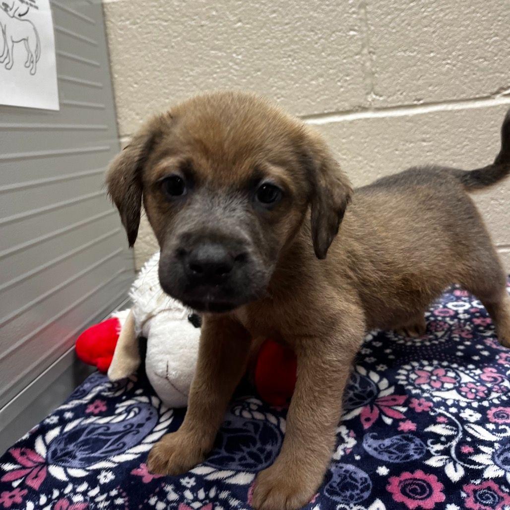 Grizzly, a Adoptable mixed breed in Avon, CT image 3/4