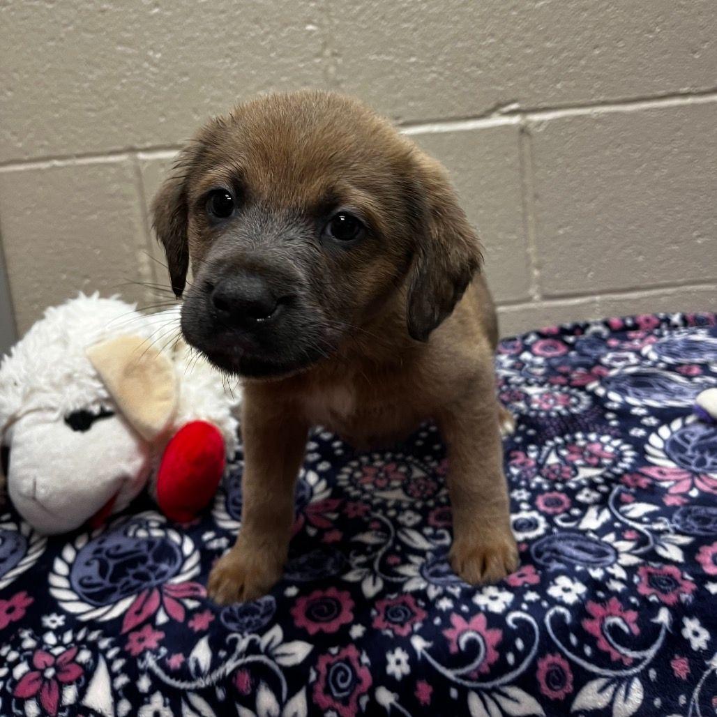 Grizzly, a Adoptable mixed breed in Avon, CT image 1/4