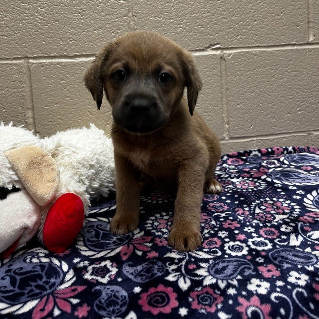 Grizzly, a Adoptable mixed breed in Avon, CT image 4/4