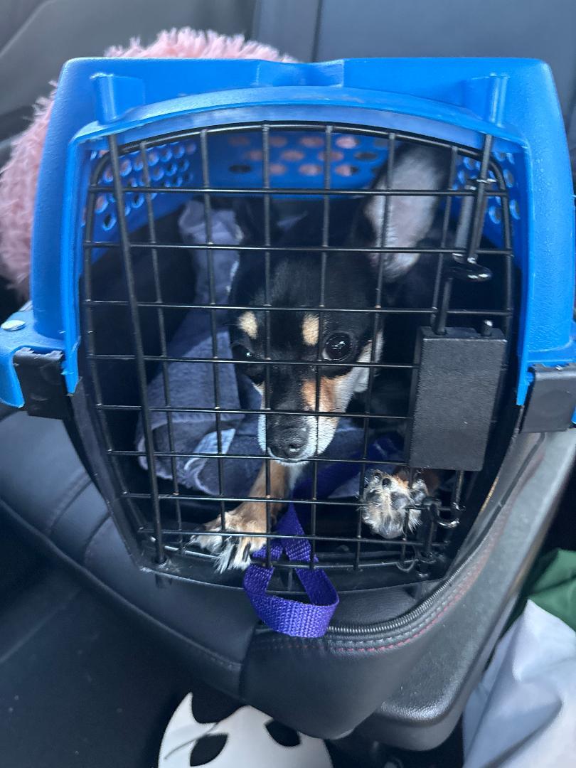Cool Whip, adopted, Young Female Chihuahua.