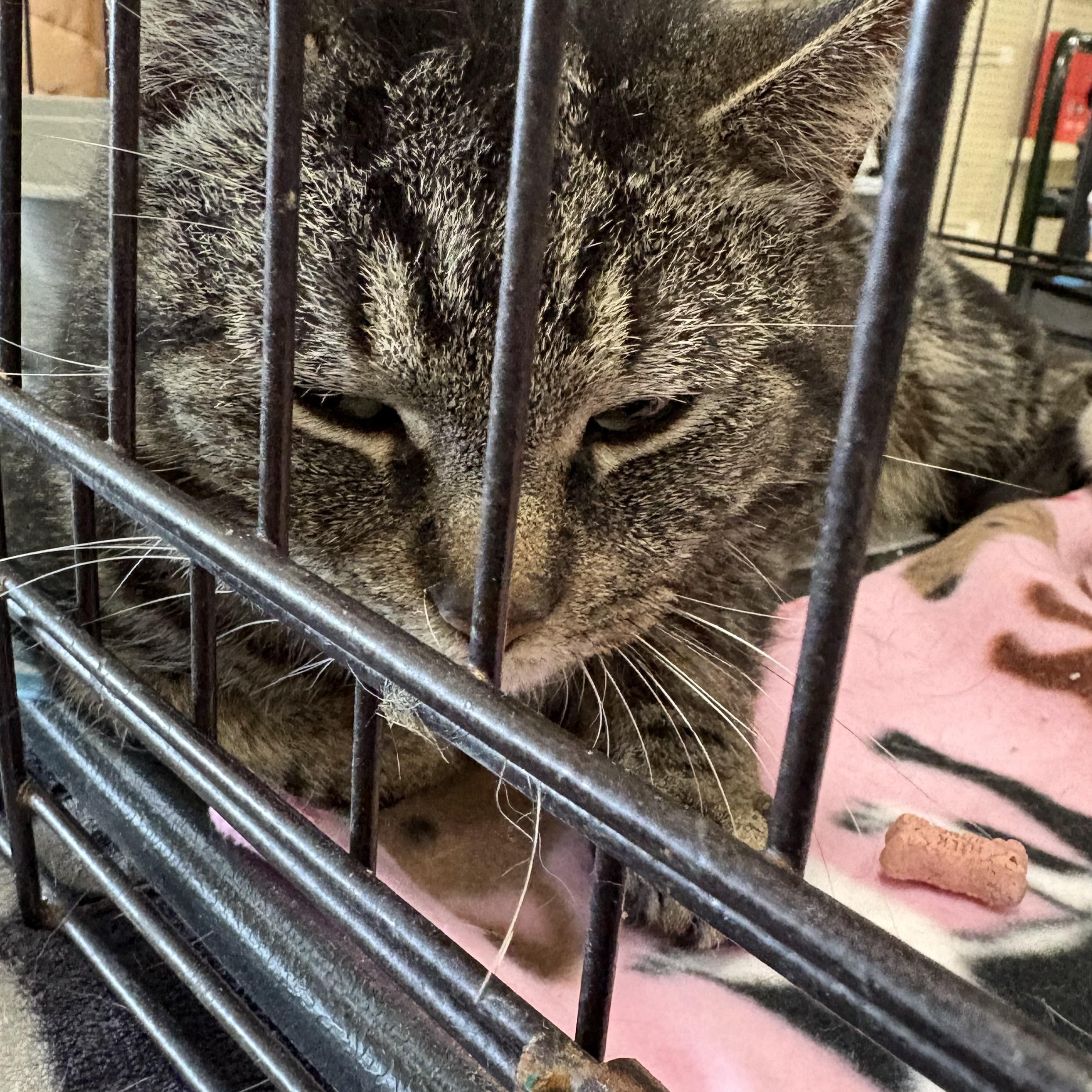 Enlarge Joe, an adopted mixed breed in Coldwater, MI image 2/2