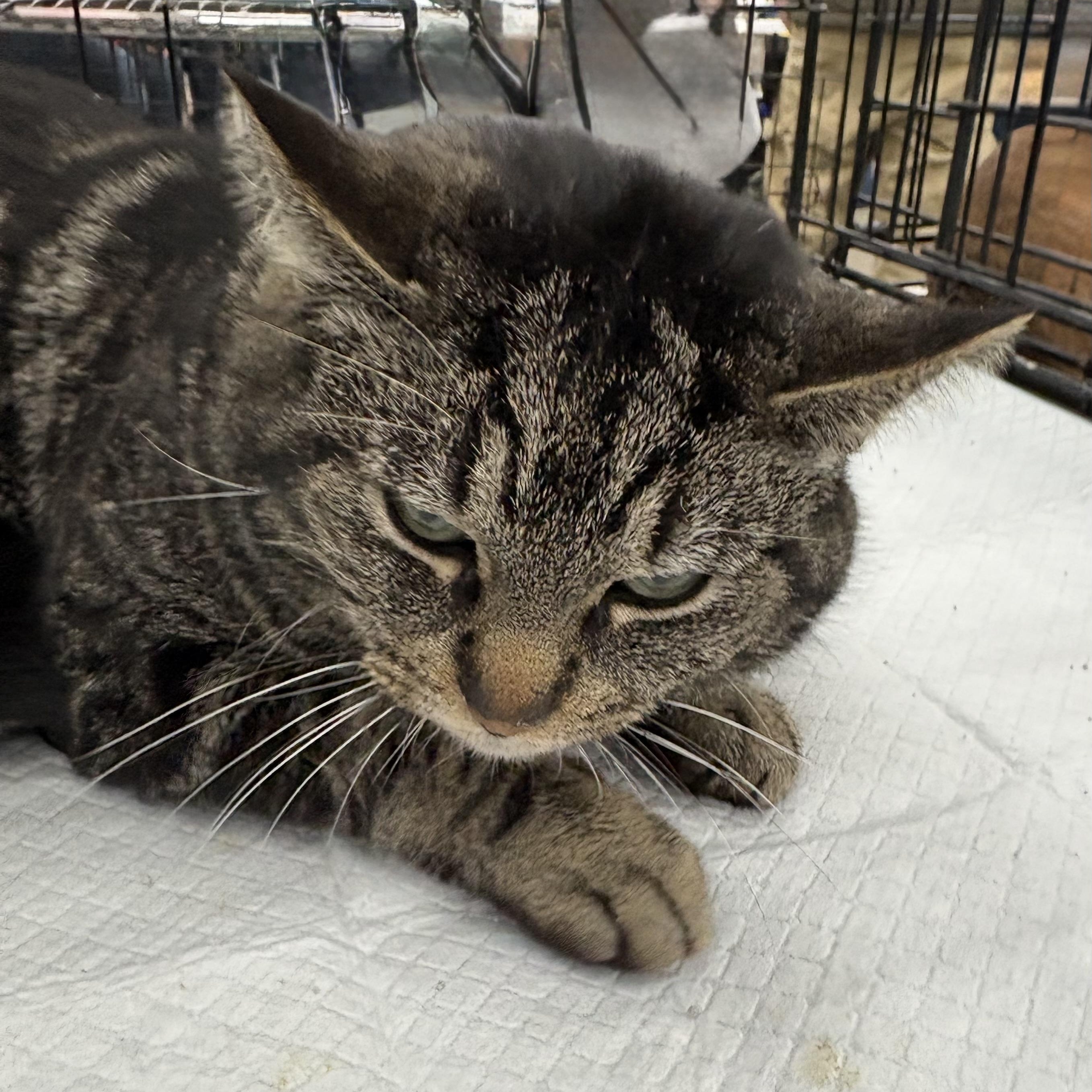 Joe, adopted, Adult Male Tabby.