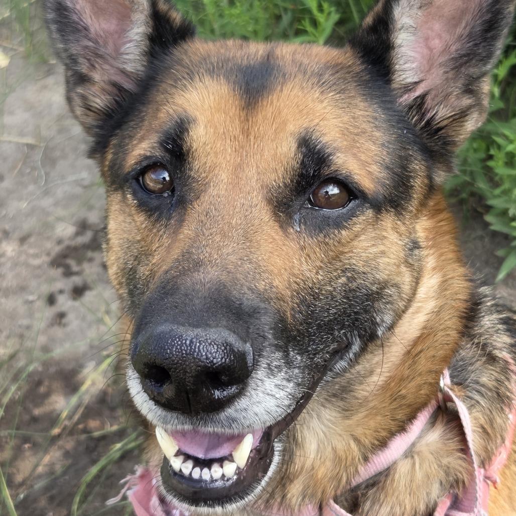 Nova, Adoptable, Senior Female German Shepherd Dog & Mixed Breed.