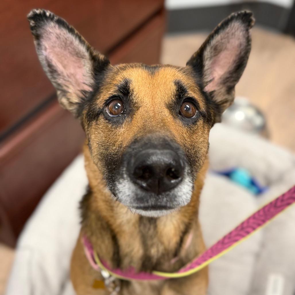 Enlarge Nova, a Adoptable mixed breed in Durango, CO image 2/6