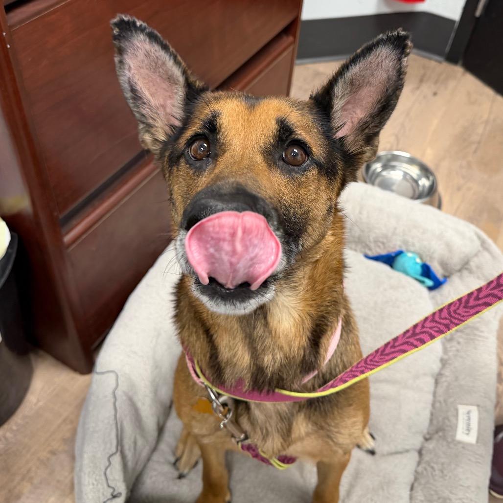 Enlarge Nova, a Adoptable mixed breed in Durango, CO image 3/6