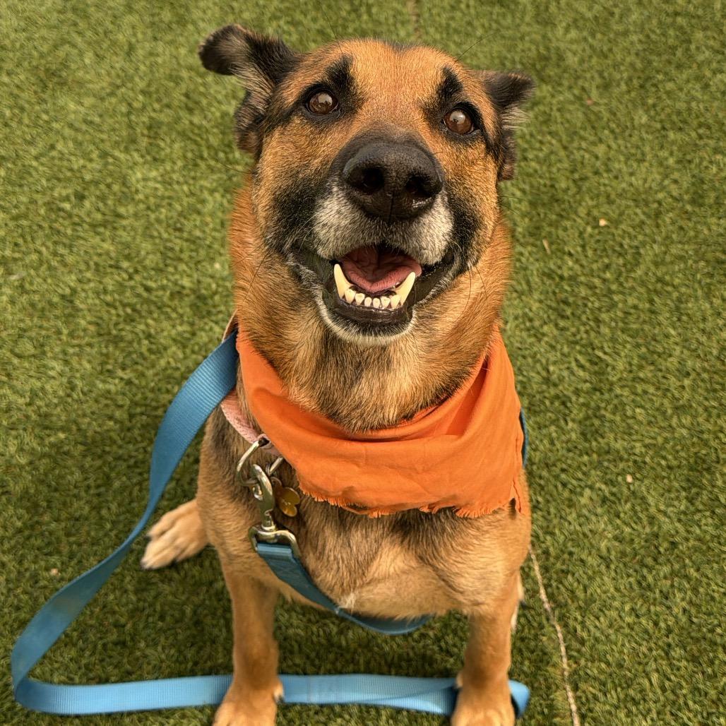 Enlarge Nova, a Adoptable mixed breed in Durango, CO image 4/6