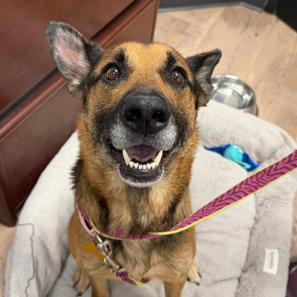 Enlarge Nova, a Adoptable mixed breed in Durango, CO image 5/6