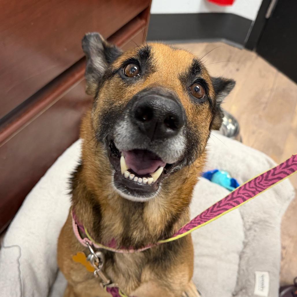 Enlarge Nova, a Adoptable mixed breed in Durango, CO image 6/6