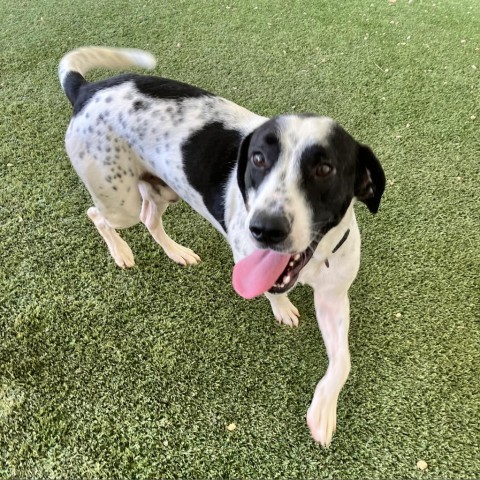 Zack, Adult Male Hound