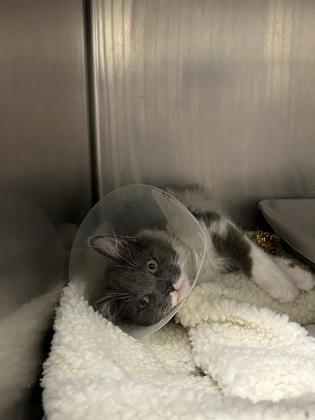 Maxx (with Macy) — thumbnail 2