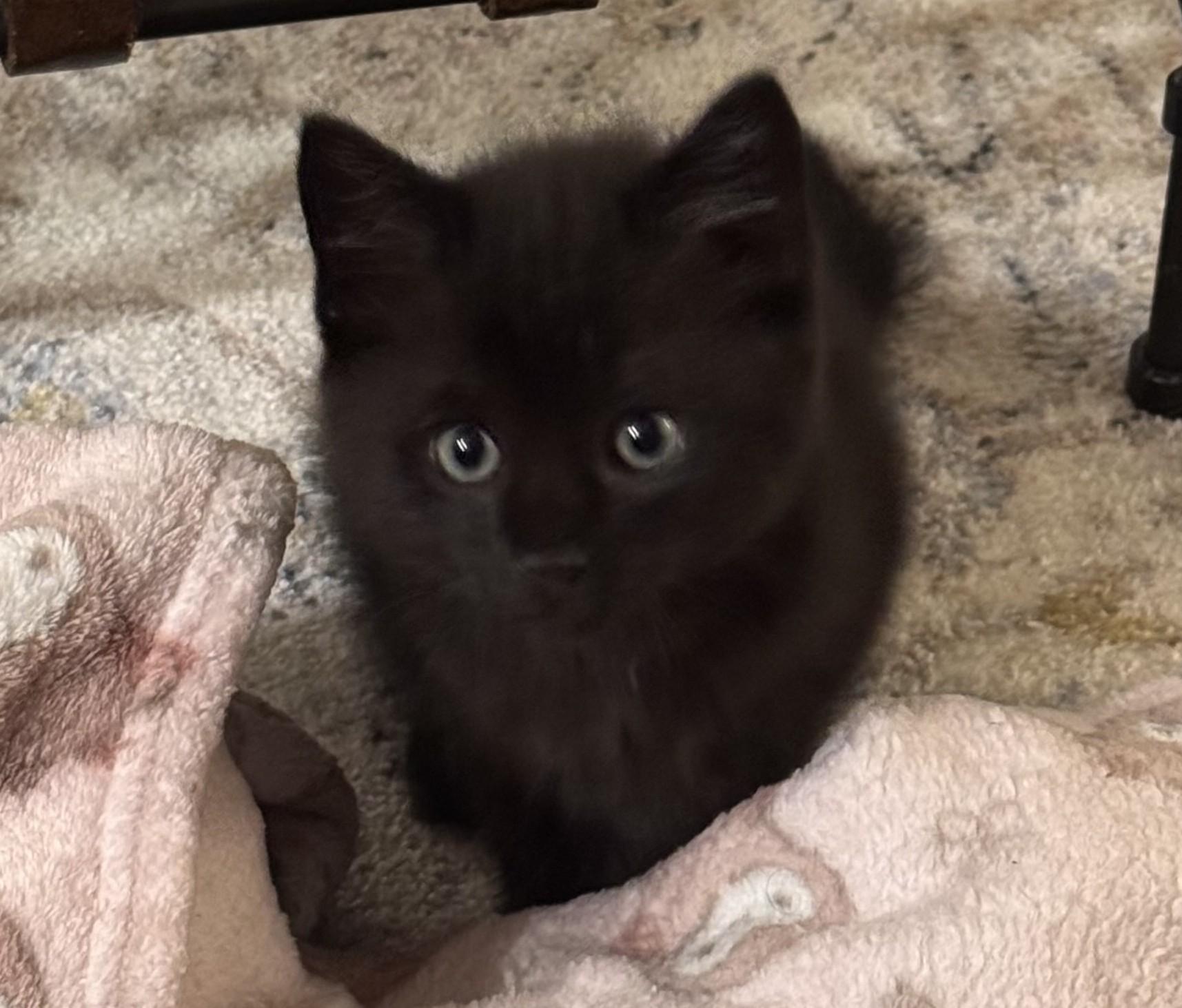 Servo, adopted, Kitten Male Domestic Short Hair.