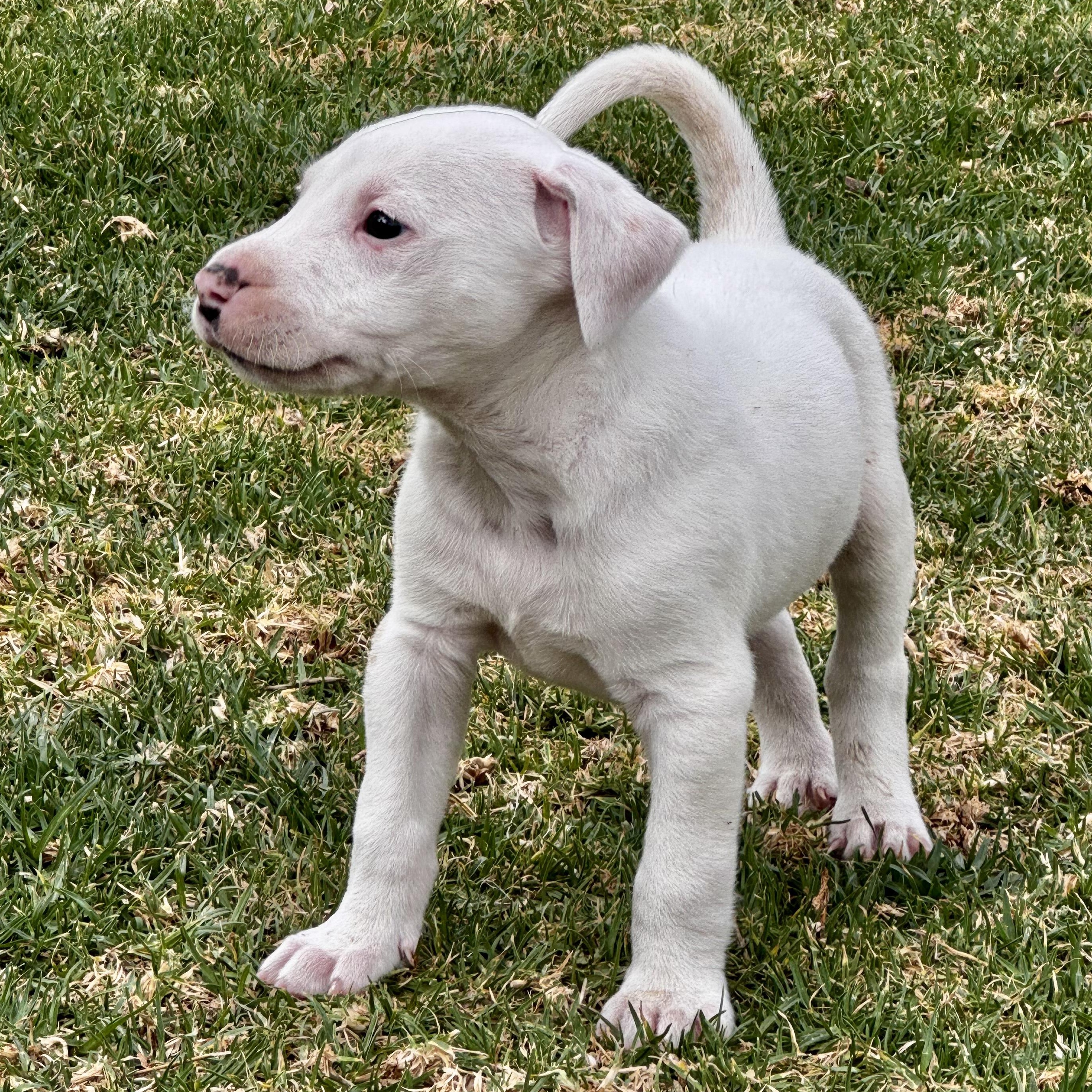 Ross — thumbnail 5