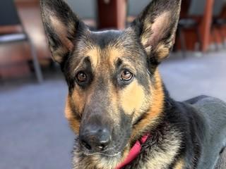 Enlarge Saint, a Adoptable German Shepherd Dog in Seattle, WA image 1/3