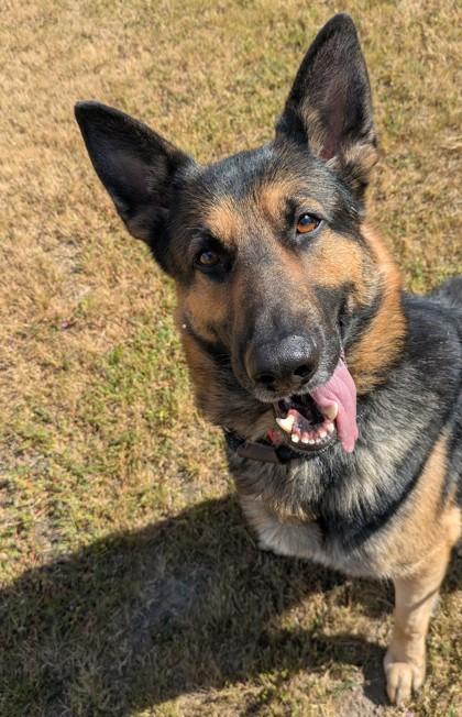 Enlarge Saint, a Adoptable German Shepherd Dog in Seattle, WA image 2/3