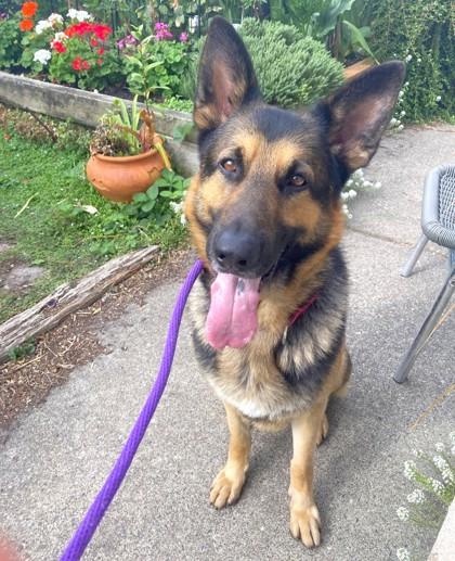 Enlarge Saint, a Adoptable German Shepherd Dog in Seattle, WA image 3/3