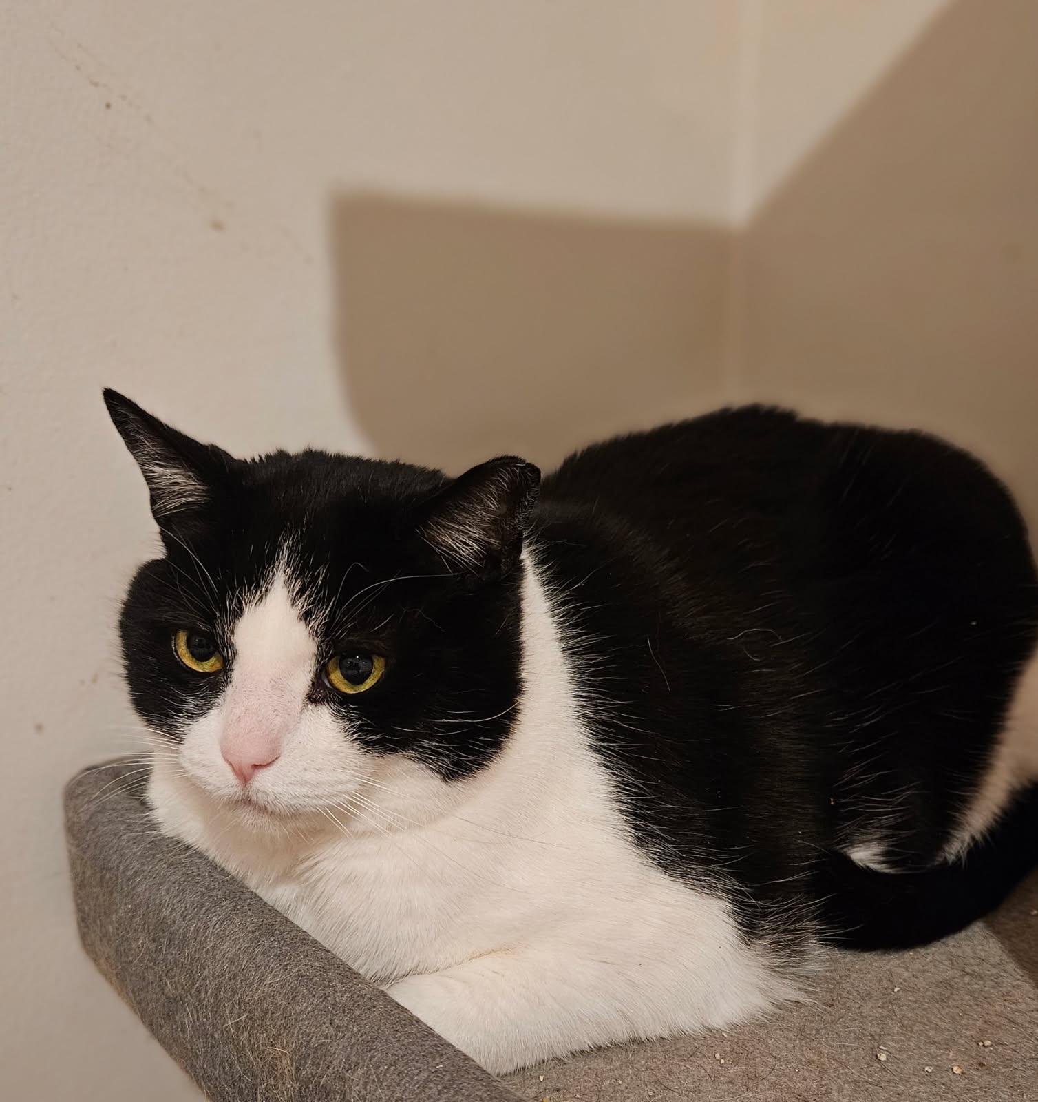 Tommy, a Adoptable Domestic Short Hair in Nottingham, MD image 6/6