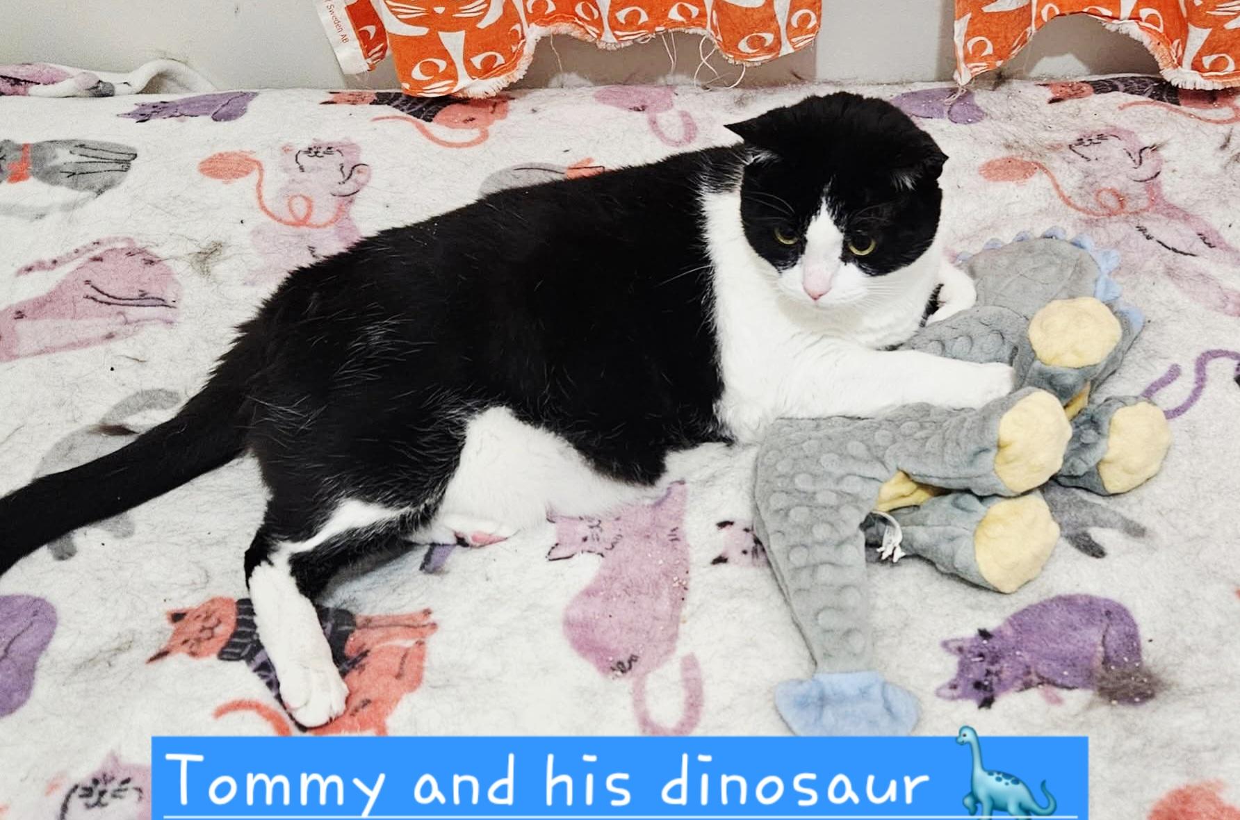 Tommy, a Adoptable Domestic Short Hair in Nottingham, MD image 3/6