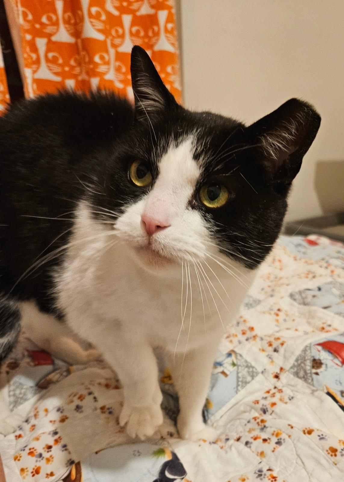 Tommy, a Adoptable Domestic Short Hair in Nottingham, MD image 2/6