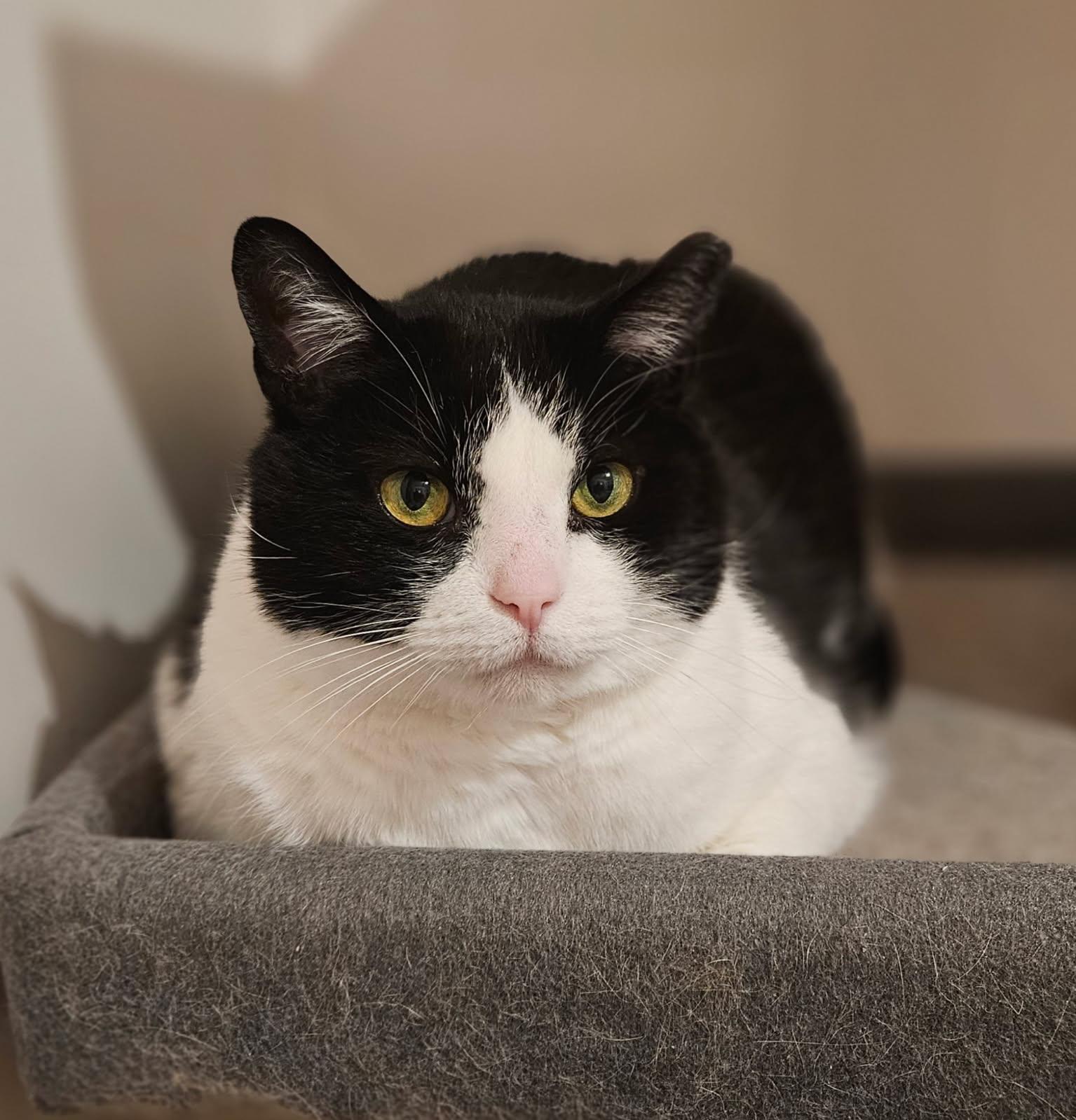 Tommy, Adoptable, Adult Male Domestic Short Hair.