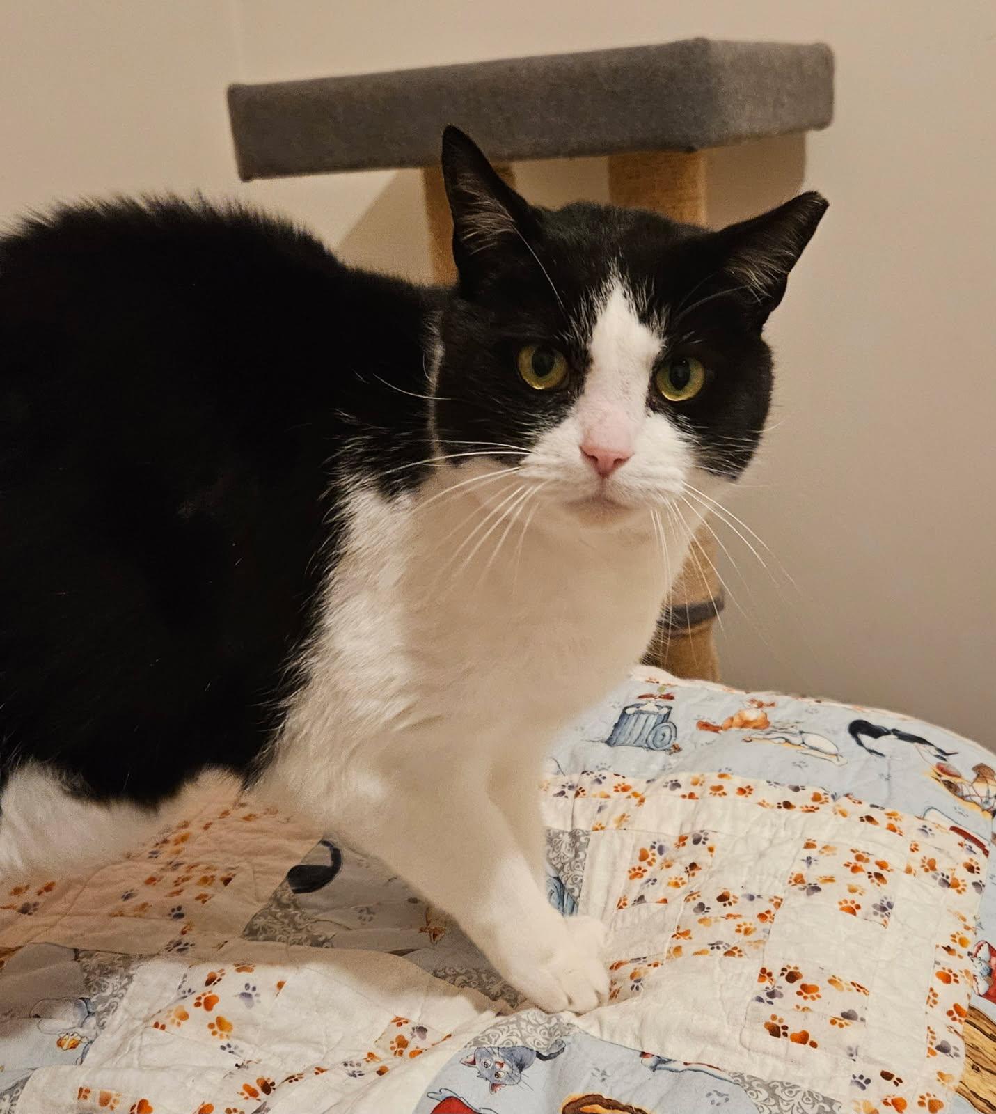 Tommy, a Adoptable Domestic Short Hair in Nottingham, MD image 5/6