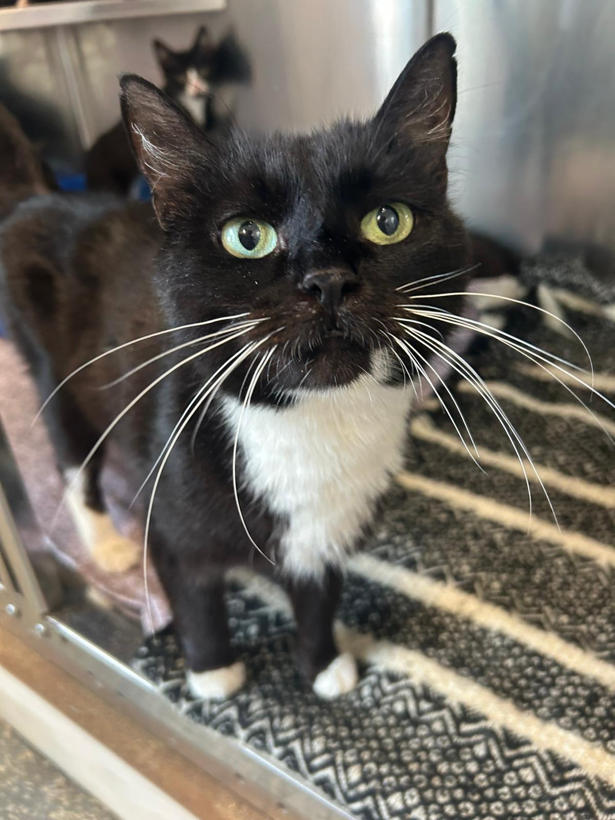 Hopper, Young Female Domestic Short Hair