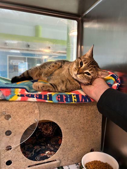 Smokie, Adoptable, Adult Female Domestic Short Hair & Domestic Short Hair.