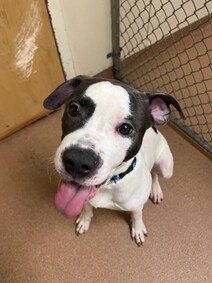 Blossom, an adopted American Staffordshire Terrier & American Bulldog Mix in Norwalk, CT_image-1